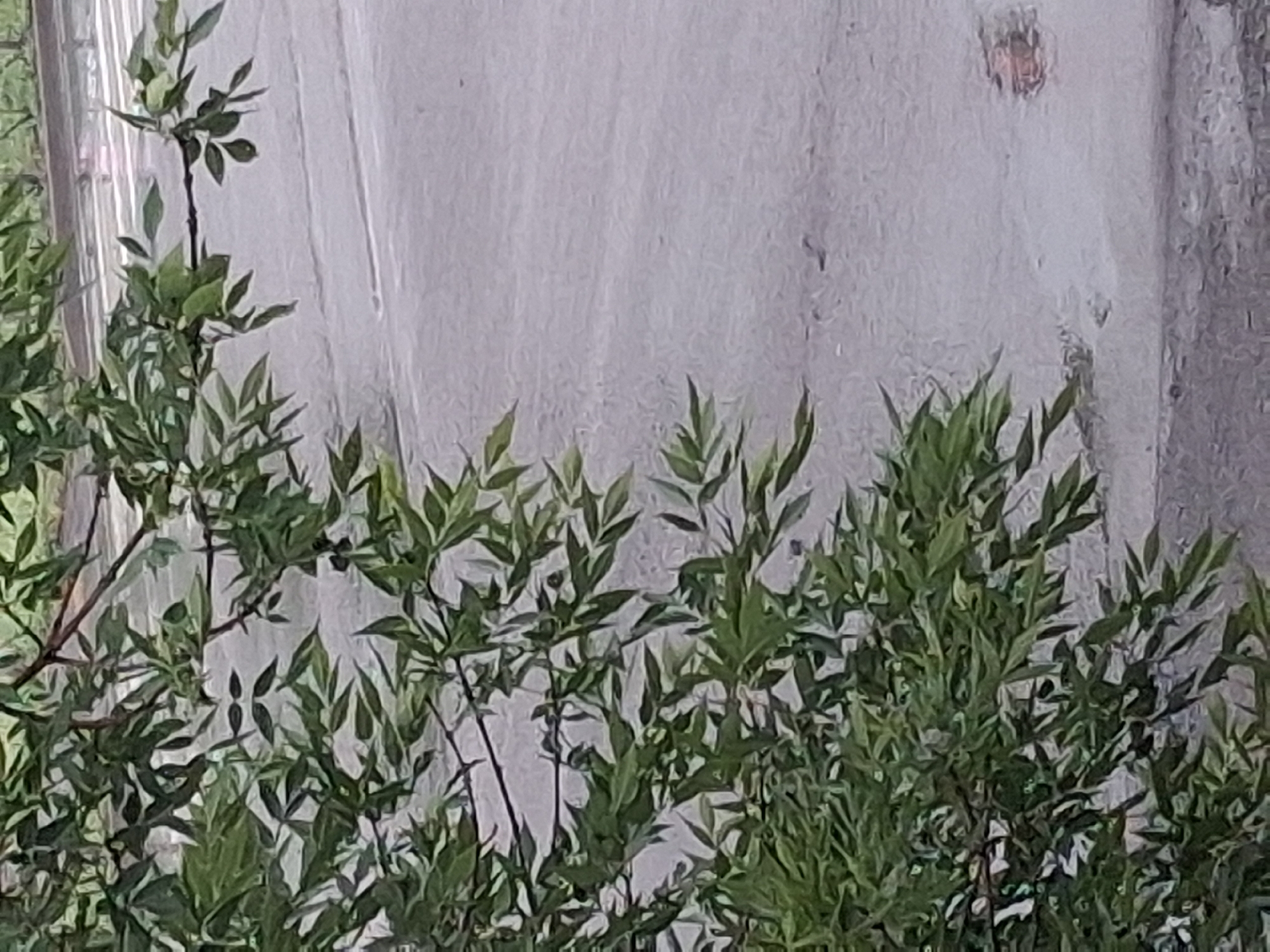 This media file depicts a dense cluster of lush green plants, with their foliage dominating the foreground and middle ground. The plants are characterized by their slender, elongated leaves arranged in a somewhat delicate and feathery manner. Thin, dark stems support these leaves, creating a sense of depth and layering within the foliage. The background is a pale, textured surface, appearing almost like a curtain or a loosely draped fabric, with subtle variations in light and shadow creating a soft, diffused effect. In the upper right quadrant of the background, a small, indistinct shape is visible, possibly a human face or an object, rendered with muted colors and unclear detail due to the distance and focus of the image. The overall impression is one of abundant natural growth set against a neutral, muted backdrop. The lighting suggests it might be daytime, but the overall tone is subdued, hinting at perhaps an overcast sky or an indoor setting with diffused lighting. There is no visible text in the image.