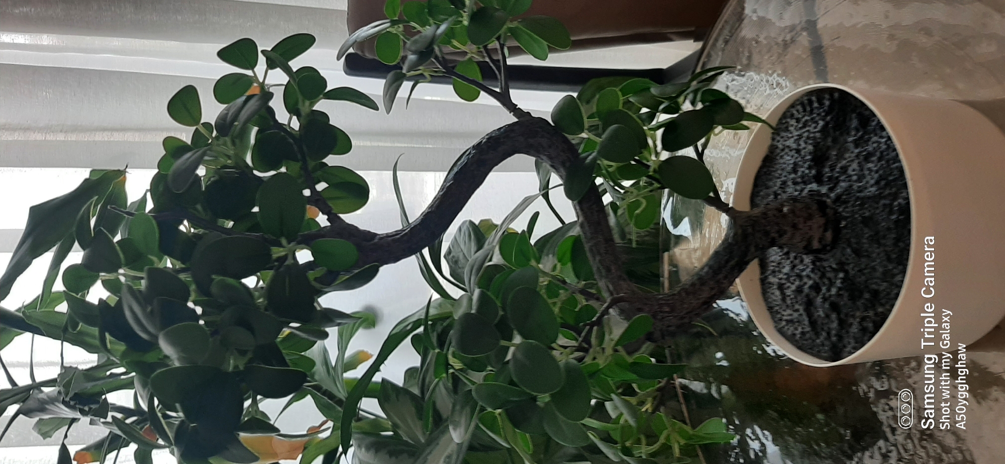 An artificial bonsai tree with dark, gnarled branches and small, dark green leaves is centered in the frame, potted in a white circular container filled with dark soil. The pot sits on a reflective surface that appears to be a glass tabletop with water droplets. In the background, sheer white curtains are partially visible, suggesting an indoor setting. To the right, the edge of a brown chair or sofa can be seen. The lighting suggests it is daytime. The bottom of the image contains a watermark: "Samsung Triple Camera Shot with my Galaxy A50yqghghaw". There is no indication of the location being Dubai, United Arab Emirates.