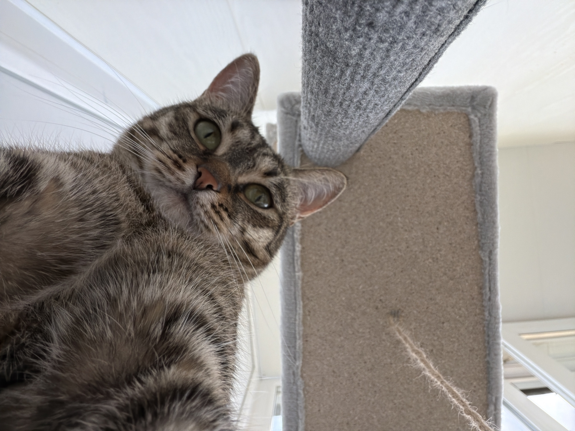 A low-angle shot captures a tabby cat looking up from its perch on a carpeted cat tree. The cat's head is tilted slightly, with its green eyes wide and alert. Its fur is a mix of brown and black stripes, and its whiskers are long and white. The cat tree is covered in a light brown, textured carpet and a darker grey carpeted pillar. The background is out of focus, but appears to be an indoor setting with white blinds and natural light suggesting daytime. There is no visible text in the image. The overall mood is playful and curious, as the cat appears to be observing something or someone above it.