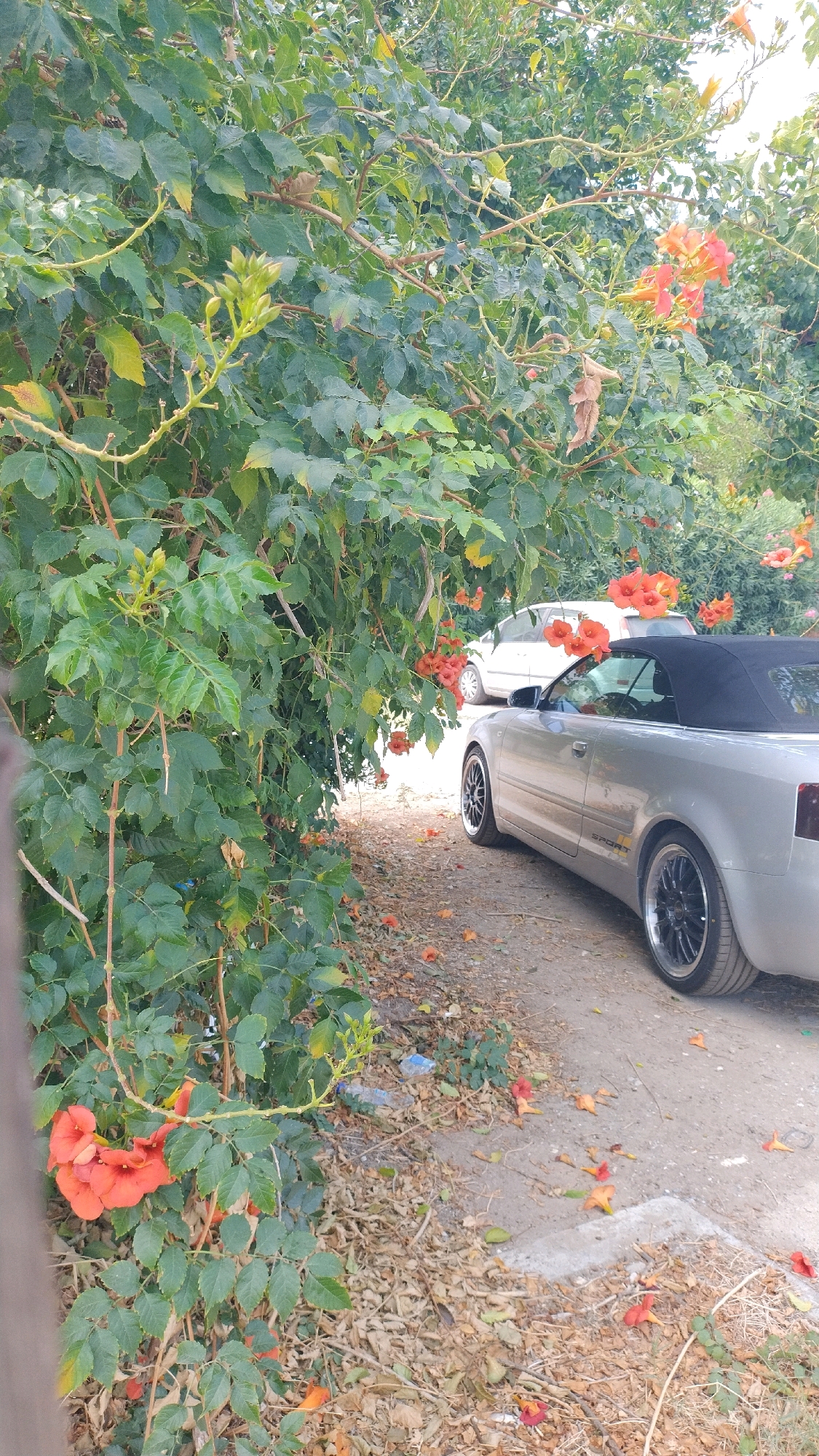 The image depicts an outdoor scene with a silver convertible Audi A4 parked on a dirt path. The car's top is down, revealing a black interior. In the foreground, lush green foliage with orange trumpet-shaped flowers drapes over the path. Scattered on the ground are fallen orange flowers and dry leaves, indicating an autumnal or late summer setting. Behind the convertible, a white hatchback is partially visible. The environment appears somewhat unkempt, with some litter, including a blue plastic bottle, visible on the ground. The location is identified as Agia Triada, Greece. There are no people visible in the image.