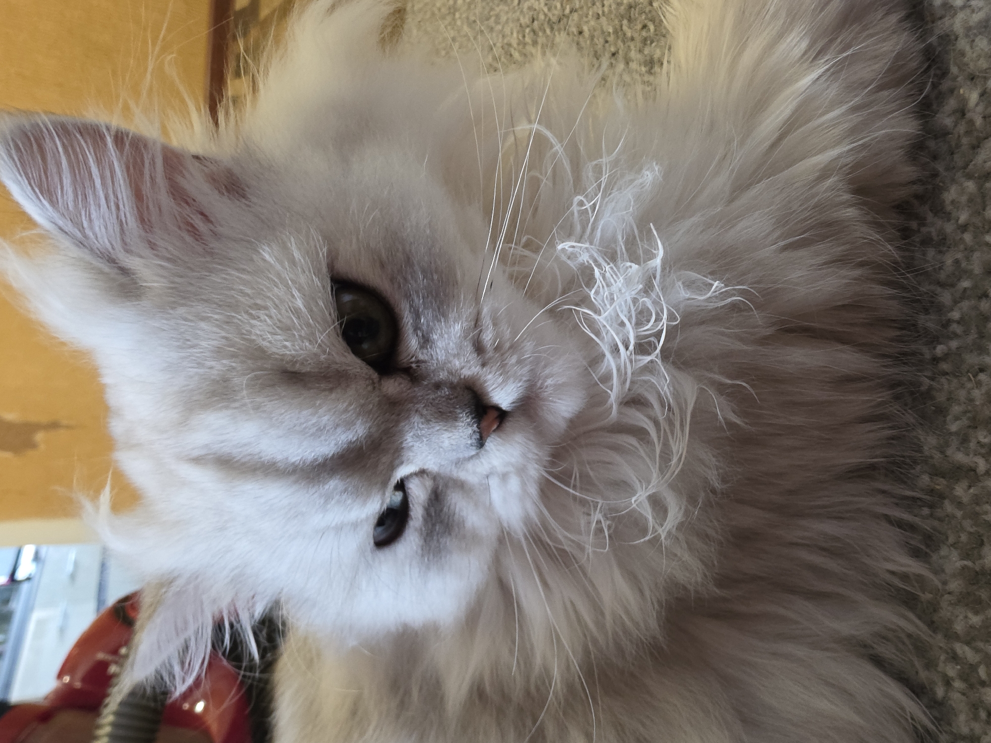 This is a close-up, eye-level, indoor shot of a fluffy, light-colored cat with striking green eyes and a grumpy expression. The cat's fur is a mix of white and light gray, with some tabby markings visible on its face and ears. Its fur is long and somewhat disheveled, particularly around its face and chest, with some noticeable tangles in its whiskers and the fur below its chin. The cat's nose is pink, and its mouth is closed, contributing to its stern appearance. The background consists of a warm yellow wall with some peeling paint in the upper right corner, and a carpeted floor in muted tones of beige and gray. The lighting is natural, casting soft shadows and highlighting the texture of the cat's fur. There is a blurred object with red and black elements visible in the far left background, possibly a vacuum cleaner or a part of a household appliance. No people are present in the image. The scene depicts a domestic setting, and there is no information to suggest it is located in Novocheboksarsk, Russia.