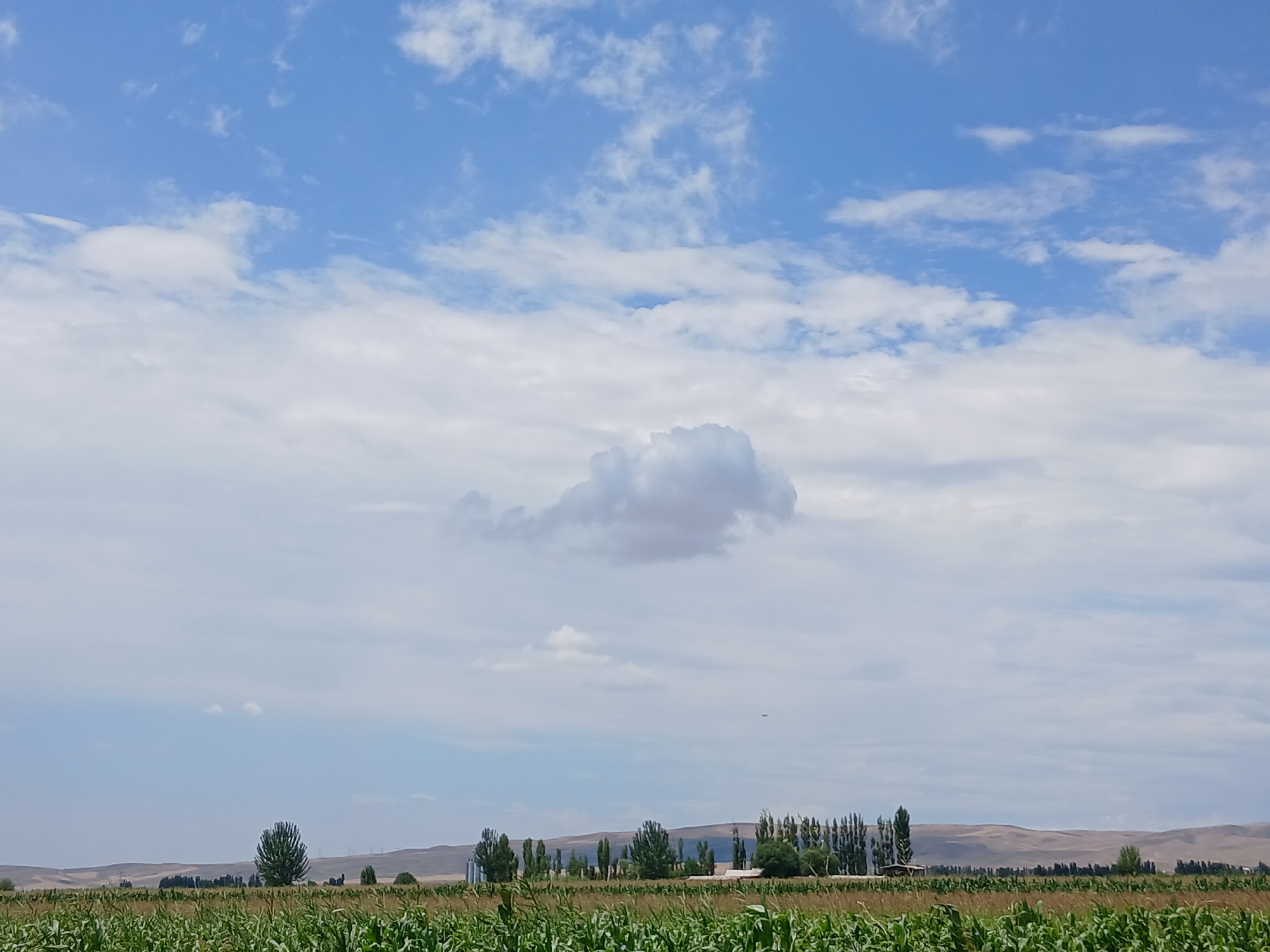 A wide shot depicts a rural landscape under a partly cloudy sky. In the foreground, a lush green field, likely corn, stretches across the frame. Beyond the field, a line of trees stands in front of rolling, arid hills. A few buildings and structures are scattered among the trees, and some power lines are visible in the distance. The sky is a vibrant blue, dotted with fluffy white clouds, with a single, larger cumulus cloud centrally located. The overall impression is one of a peaceful, sunlit day in the countryside of Taygarayev, Kyrgyzstan.