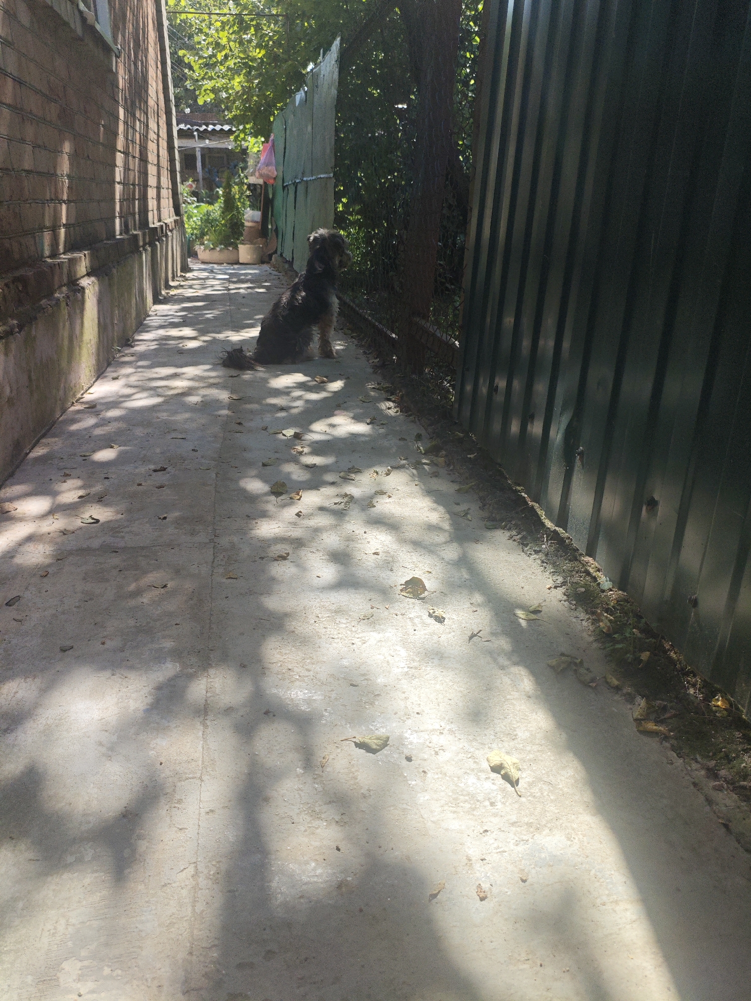 A small, shaggy, dark-colored dog with scruffy fur sits on a concrete pathway between a brick wall and a dark green corrugated metal fence. Sunlight casts dappled shadows from overhead foliage onto the path, which is scattered with dry leaves. In the background, visible through a gap in the fence, are some potted plants and a pink plastic bag hanging from a pole. The scene appears to be an outdoor alley or walkway in a residential area. The location is specified as the city of Armavir, Russia.