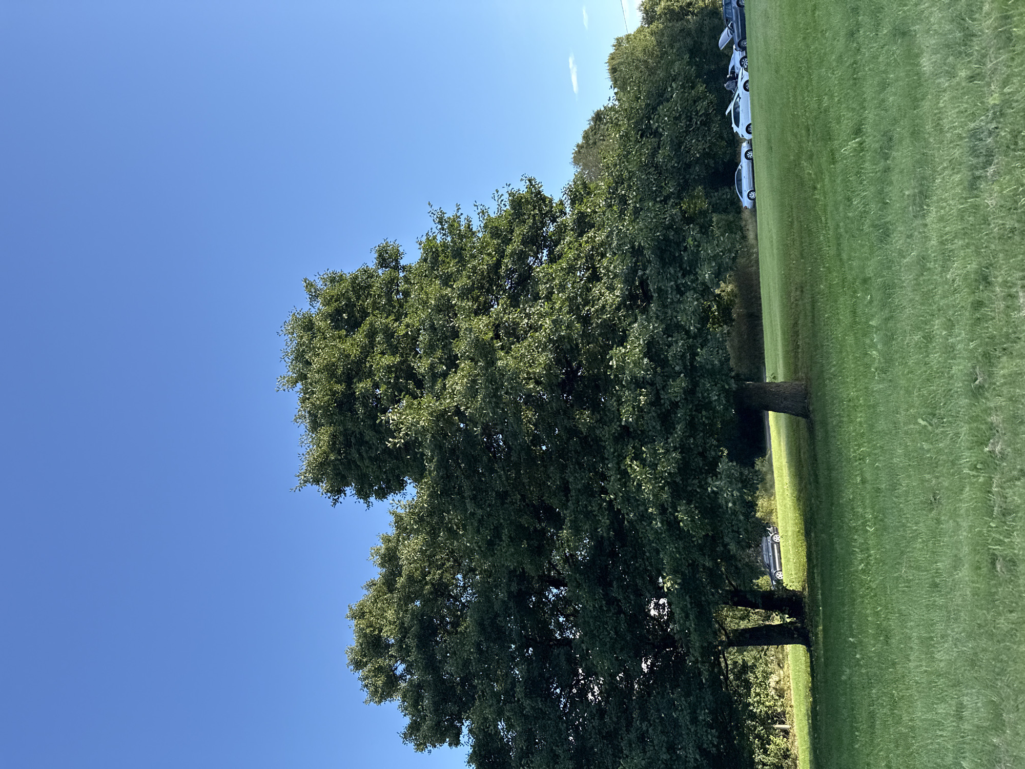 The image depicts a clear blue sky over a grassy park area with several cars parked on a slight incline. Two large, leafy trees dominate the left side of the frame, casting shadows on the grass. In the middle ground, a line of cars, including a silver sedan, a white hatchback, and a dark SUV, are visible. One of the white cars has its hood up, and a person is standing nearby. The background features a dense line of trees. The scene appears to be a public park in Tallinn, Estonia, likely on a sunny day.