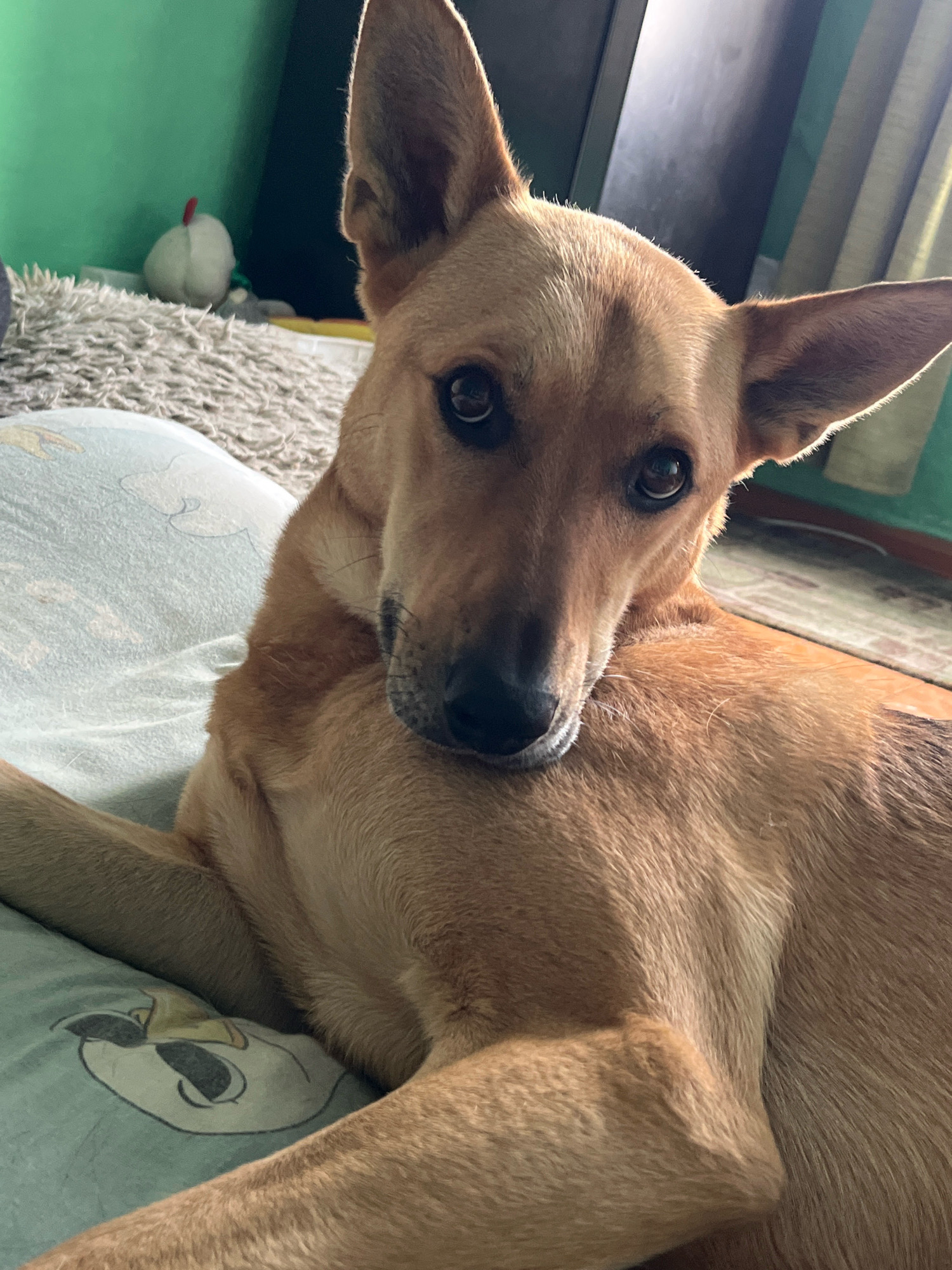 A medium shot captures a tan dog with large, erect ears, resting on a light blue pillow with a cartoon character printed on it. The dog is lying down, with its head turned towards the camera and its body angled to the right. The dog's eyes are dark and appear to be looking directly at the viewer. Behind the dog, a shaggy, light-colored rug is visible, and further back, a green wall and a dark cabinet or dresser can be seen. A small, white toy with a red tip rests on the rug to the left of the dog. The lighting suggests an indoor environment, possibly a bedroom or living room, with natural light coming from the right. The overall impression is one of a relaxed, domestic scene. This image was taken in Nizhny Tagil, Russia.