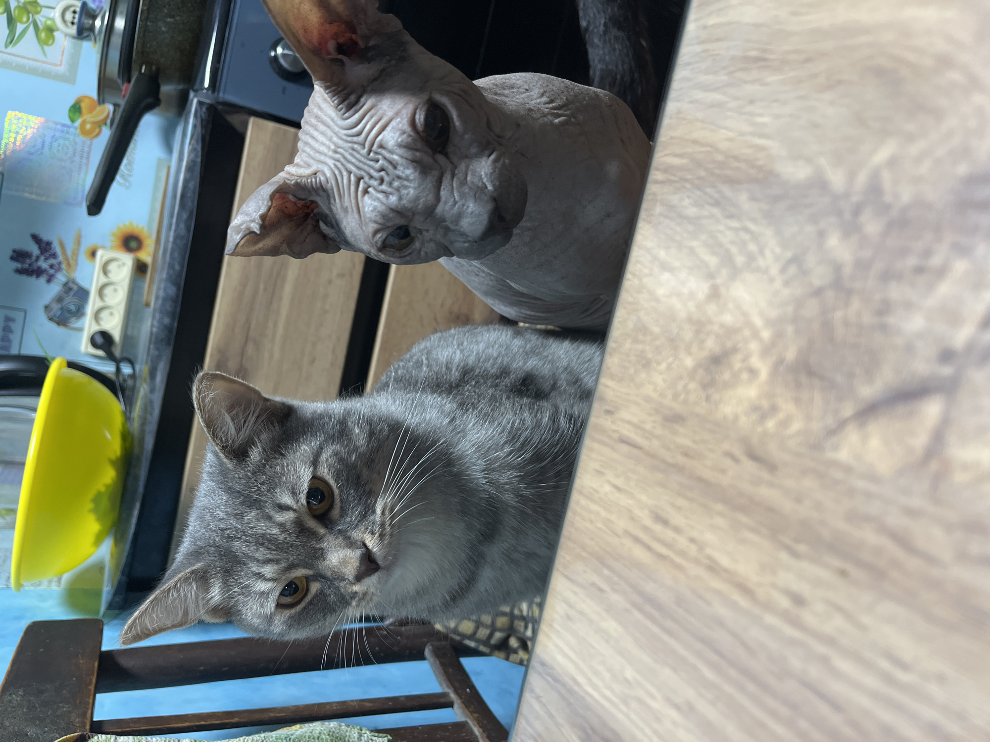 Two cats are seated at a wooden table in a room. On the left is a grey tabby cat looking to the left with its head tilted. On the right is a hairless Sphynx cat looking forward. In the background, a kitchen counter with a yellow bowl and a stovetop are visible. The room appears to be a residential kitchen. The image was taken in Nizhny Tagil, Russia.