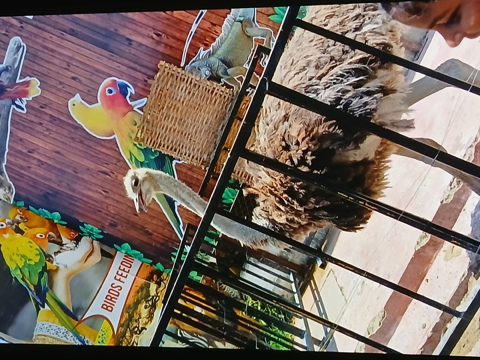 The image shows an ostrich in a cage, with a 'Birds Feeding' sign nearby. The background appears to be a display with images of birds, including parrots and an iguana, against a wooden backdrop. The photo was likely taken in Bengaluru, India, given the context.