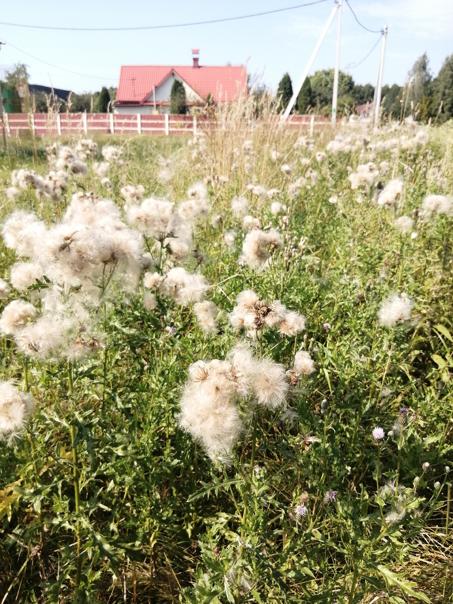 The image captures a field of blooming thistles in Slonim, Belarus. The foreground is dominated by large, fluffy seed heads of the thistles, some of which are partially dispersed, indicating the natural process of seed propagation. The plants have green, spiky leaves and some small purple flowers are visible. In the background, a white house with a red roof is partially obscured by a red and white striped wooden fence. Trees line the horizon, and a clear blue sky with a few wispy clouds is overhead. Power lines and poles are also visible in the distance. The scene is bathed in bright sunlight, suggesting it was taken during the daytime. The overall impression is one of a natural, rural landscape within the city.