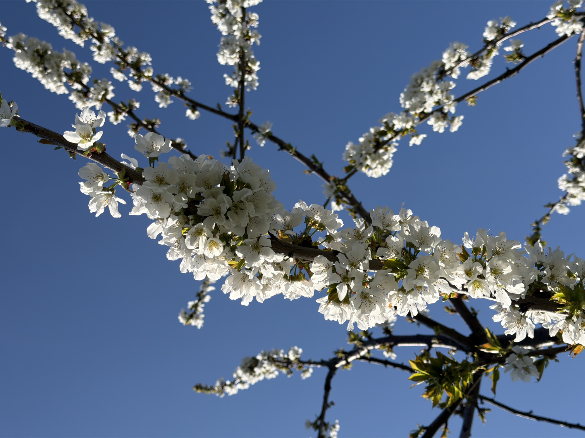 The image depicts blooming branches against a clear blue sky. The branches are laden with numerous white flowers, likely from a fruit tree such as cherry or plum. Some new green leaves are also visible. The location in Rossiyskiy, Russia is inferred; the image itself offers no concrete evidence to confirm this location. The focus is on the botanical subject, with the sky providing a clean, contrasting backdrop. There are no people visible.