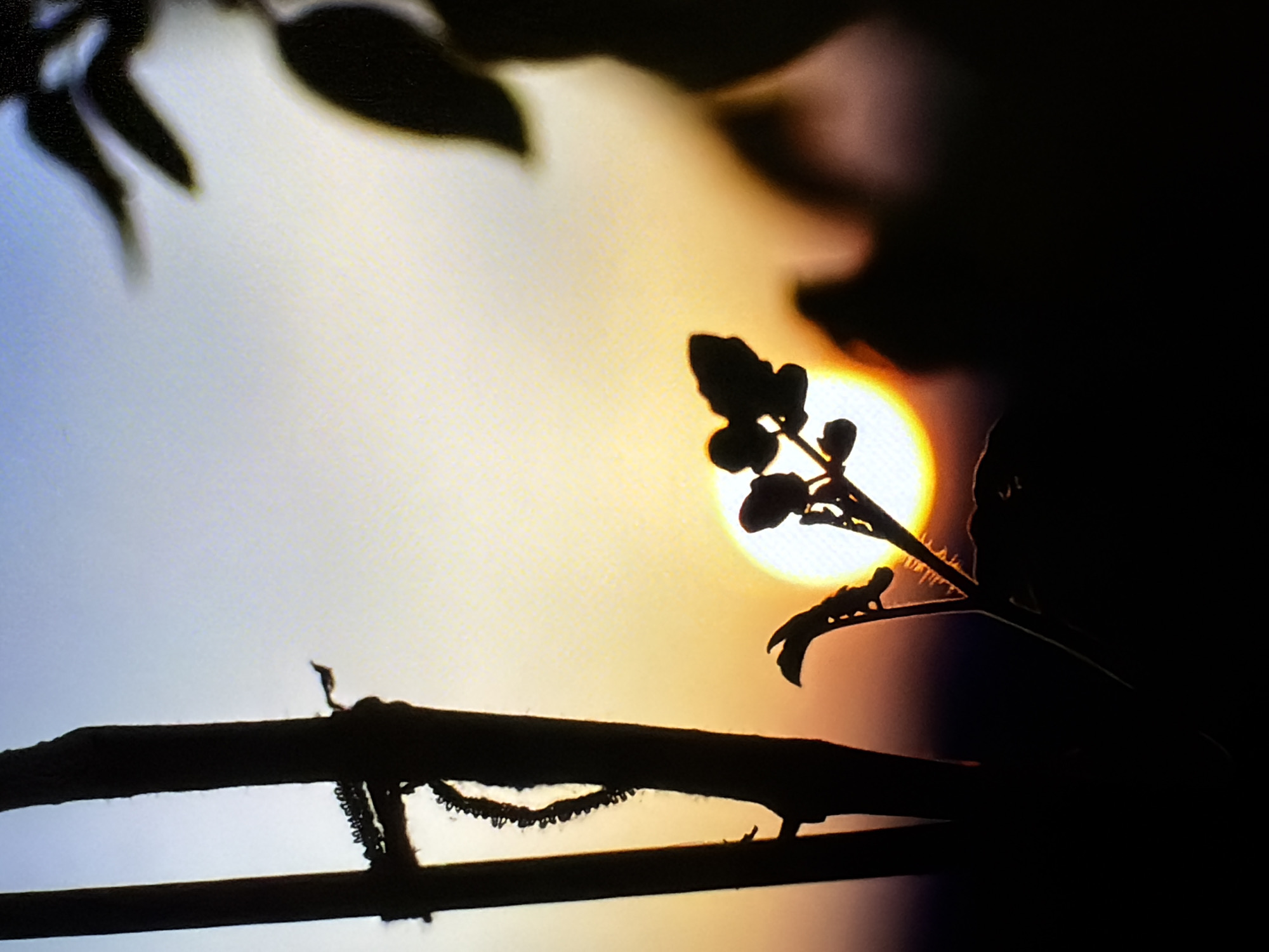 A silhouette of a plant with its leaves and stems is positioned in the foreground of the image. The plant's dark form contrasts with a bright sunset in the background. The sun is a large, glowing orb, casting a warm orange and yellow light across the sky. The sky transitions from a soft blue at the top to a warm gradient of yellow and orange near the horizon. The image appears to be a photograph taken outdoors, possibly in a garden or natural setting, at sunset. The location is not specified.