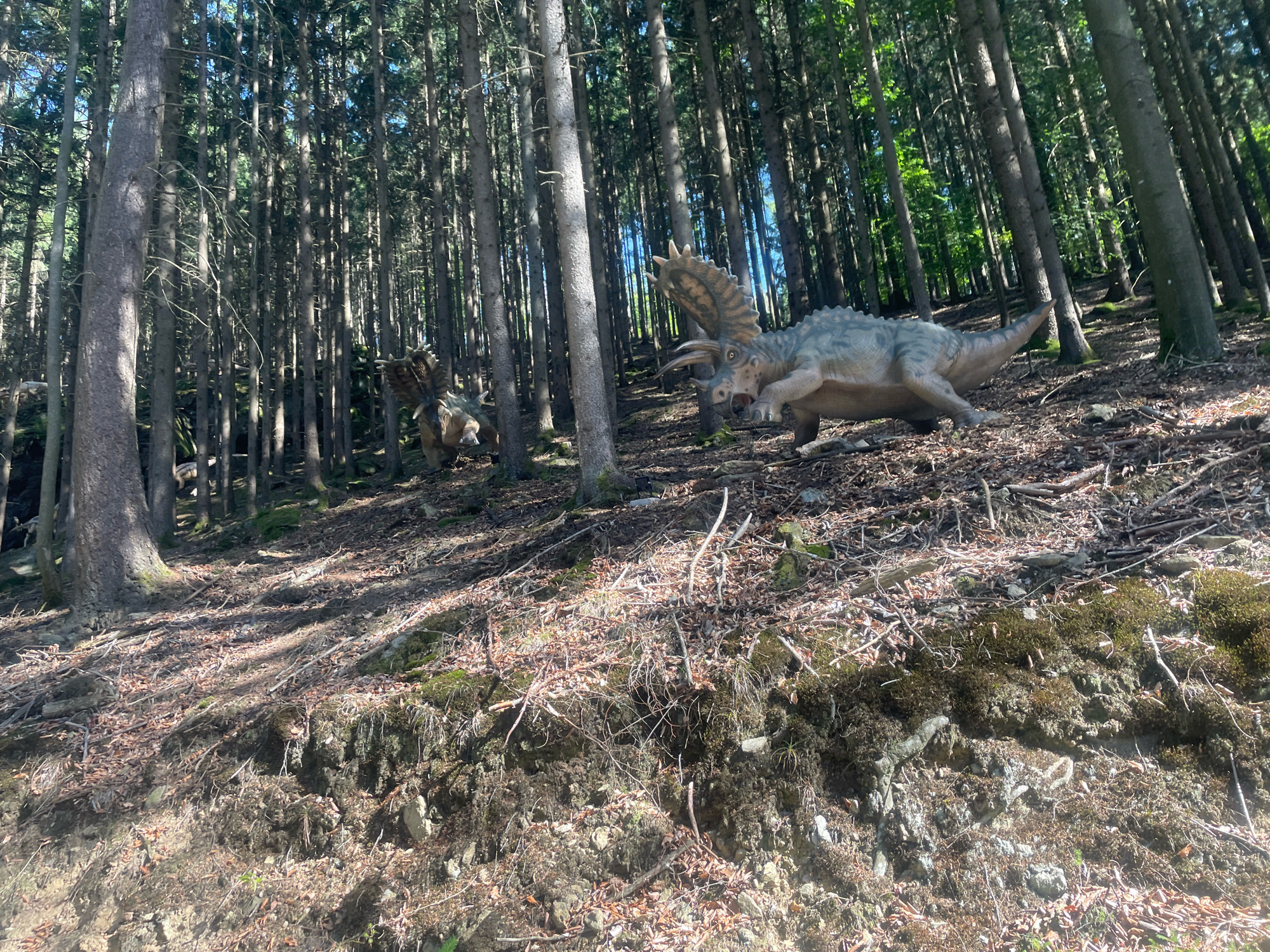 The image shows a forest scene with two dinosaur models. The dinosaur in the foreground, to the right, is a Triceratops, facing left, with its mouth open. It is light brown and gray with a large frill and horns. Behind it, to the left, another Triceratops is partially visible, facing right. Both dinosaurs are placed on a wooded hillside covered with fallen leaves and branches. The trees in the background are tall and slender, creating a dense forest. Sunlight filters through the trees, casting shadows on the ground. The scene appears to be an outdoor exhibit or park.