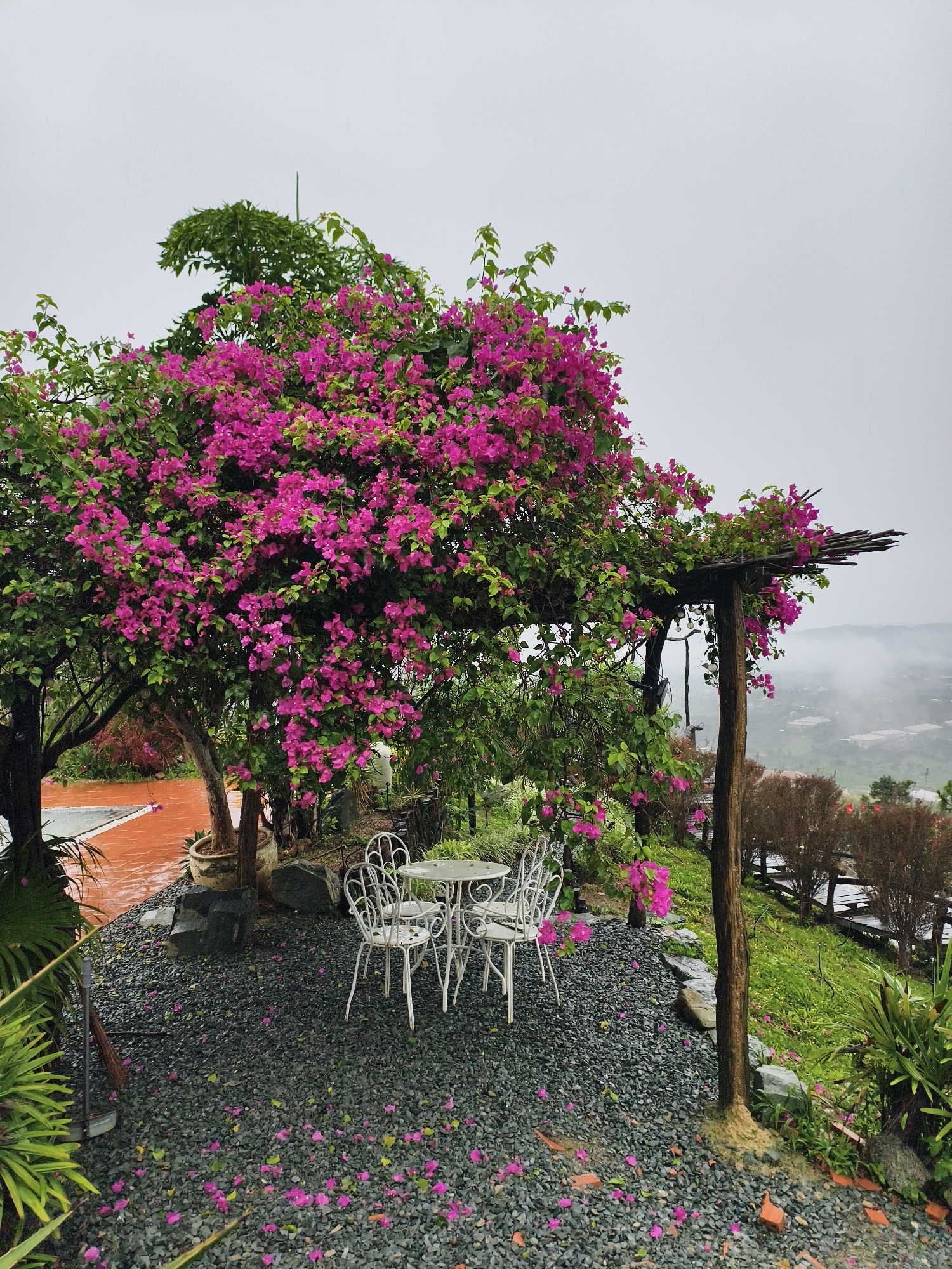 The image shows an outdoor seating area in an unknown location. A white metal table and four chairs are situated on a bed of dark grey gravel. A wooden pergola draped with a bougainvillea bush covered in vibrant pink flowers shades the seating area. Petals from the bougainvillea are scattered on the gravel. In the background, a hazy or foggy landscape is visible, indicating a high elevation. Other plants and greenery are visible around the seating area. A pool area is partly visible on the left, and a wooden fence is on the right. The sky is overcast and grey.