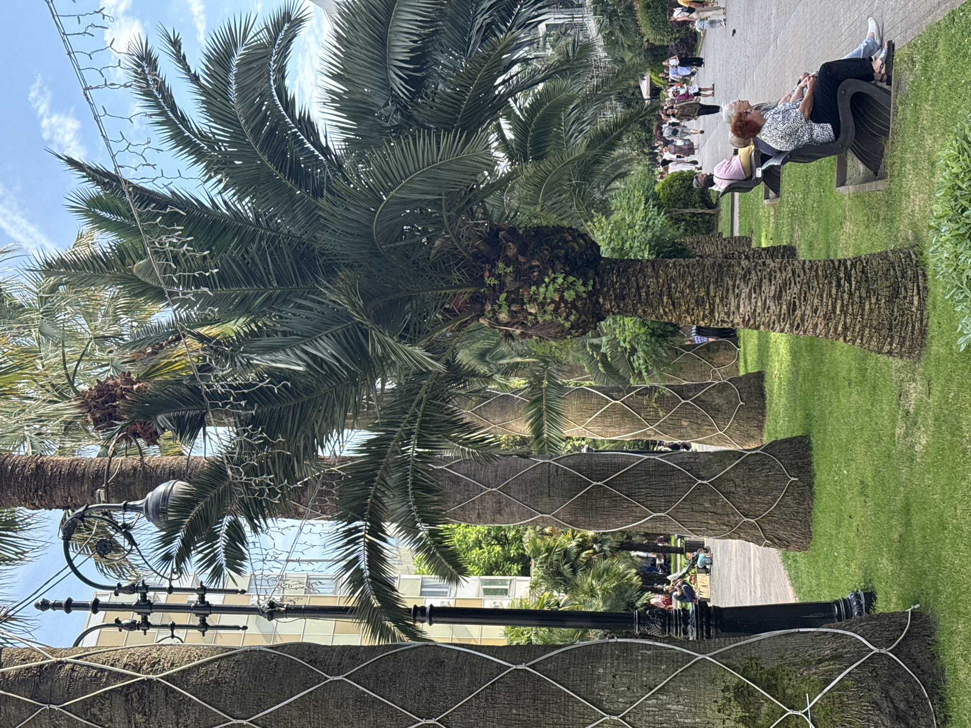 The image depicts a tree-lined walkway in Sochi, Russia. In the foreground, several palm trees are visible, their trunks wrapped in netting. A black lamppost stands to the left of the palm trees. In the middle ground, people are seated on benches, observing the surroundings or interacting with each other. The background shows a paved walkway with more palm trees and people strolling along. The scene is bathed in daylight, with a bright sky and some clouds overhead. The presence of palm trees and the general atmosphere suggest a warm climate, characteristic of Sochi's subtropical resort environment.