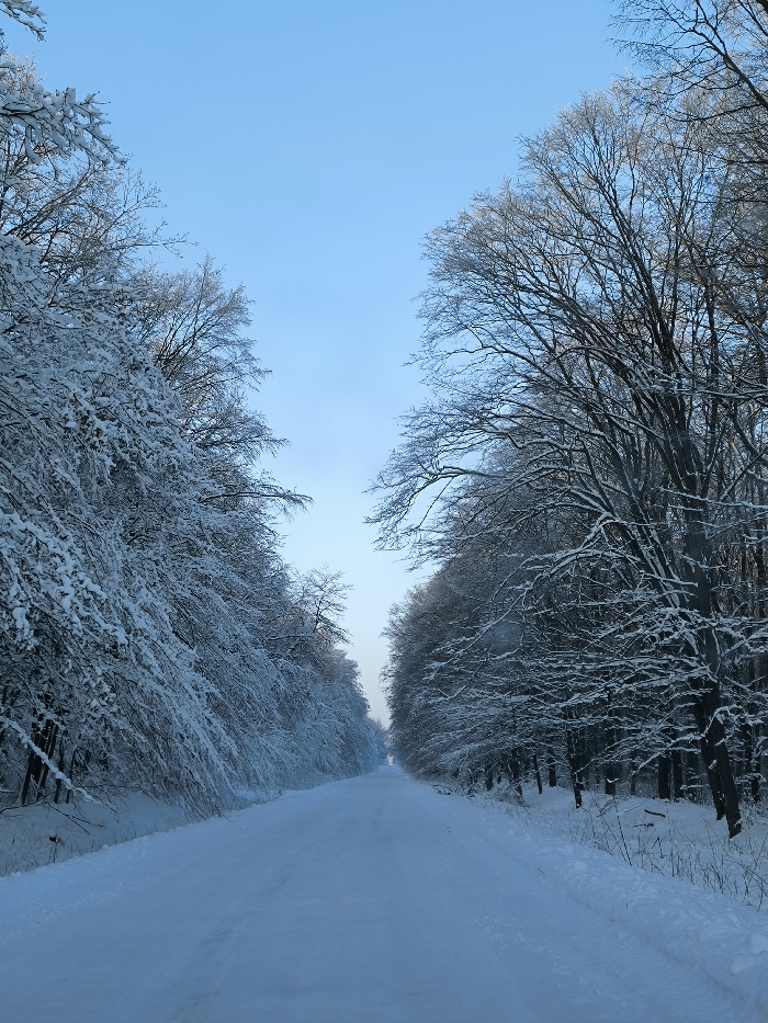 A snow-covered road stretches straight ahead, flanked by dense, snow-laden trees. The trees form a tunnel-like structure, their branches heavily coated in white. A blue, almost cloudless sky peeks through the tree canopy. The road and surrounding ground are uniformly white with snow. The scene evokes a sense of winter stillness and isolation.