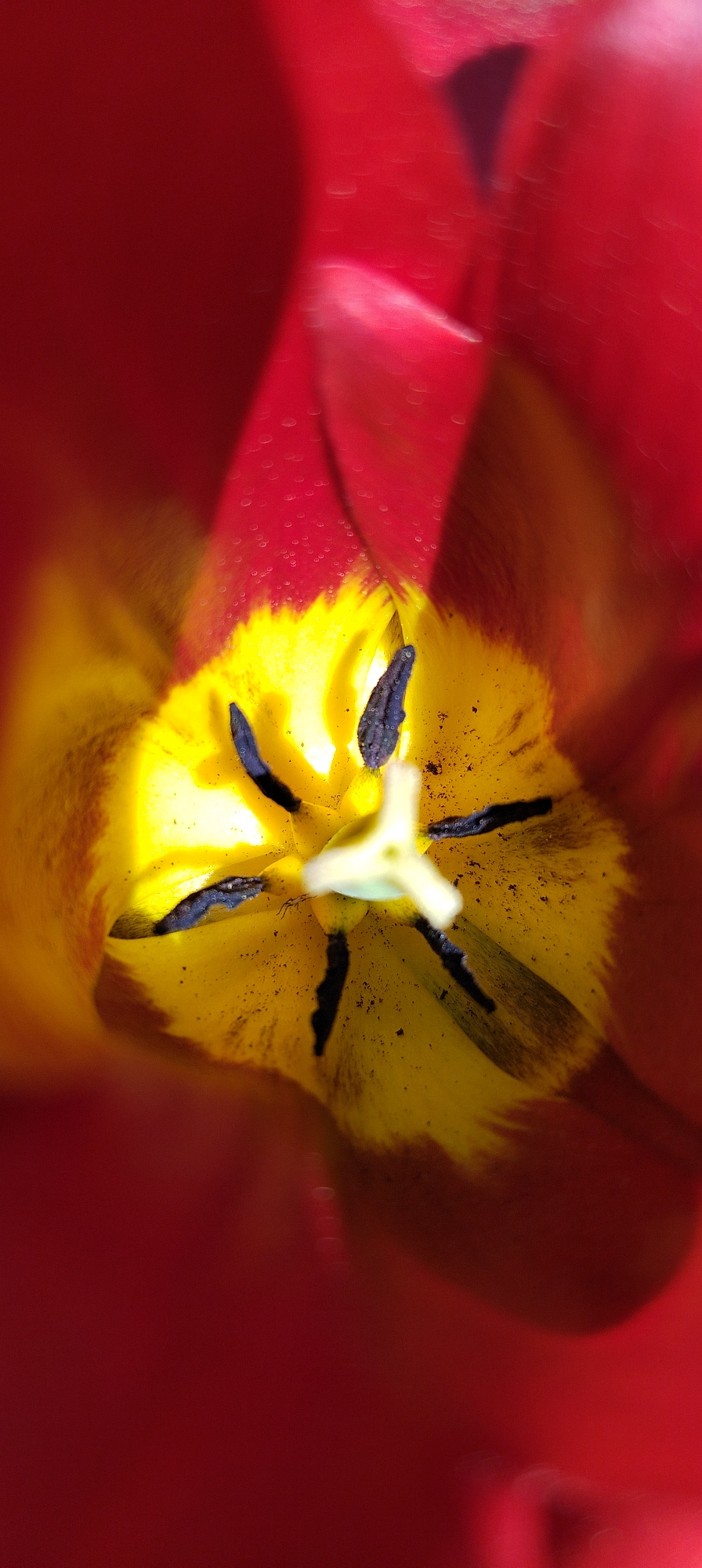 A close-up photograph depicts the interior of a red tulip. The petals are blurred, creating a frame for the flower's center. The core exhibits a bright yellow hue speckled with brown and black pollen-like grains. At the very center, a white pistil is visible, surrounded by darker stamen filaments. There is no contextual information to place the image in Зипуново, Russia or any other city. The photograph focuses solely on the flower.