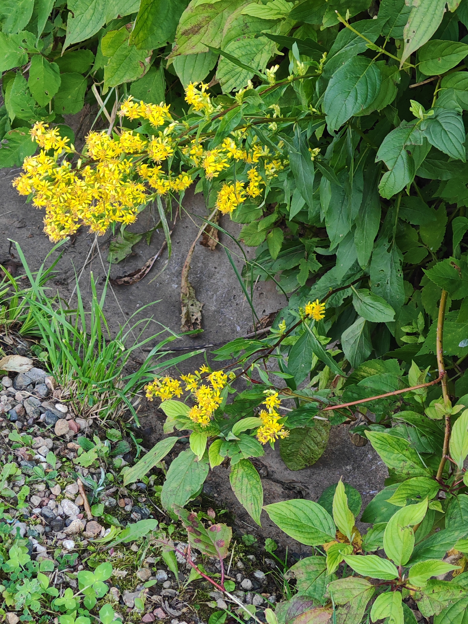 The image depicts a close-up view of a patch of ground adjacent to a wall or concrete structure, with a focus on a cluster of bright yellow flowers. The flowers, which appear to be growing on a slender, branching stem, are small and numerous, forming dense sprays. They are surrounded by lush green foliage, with some leaves showing signs of natural wear, such as minor tears and browning edges. The ground is a mix of rough, dark soil and small, varied-colored pebbles. Some blades of green grass are visible in the lower left portion of the frame. The lighting suggests an outdoor setting, likely during daylight hours. There are no people or animals present in the scene. The overall impression is one of natural growth encroaching on a man-made surface. The location is identified as Rosinka, Russia.