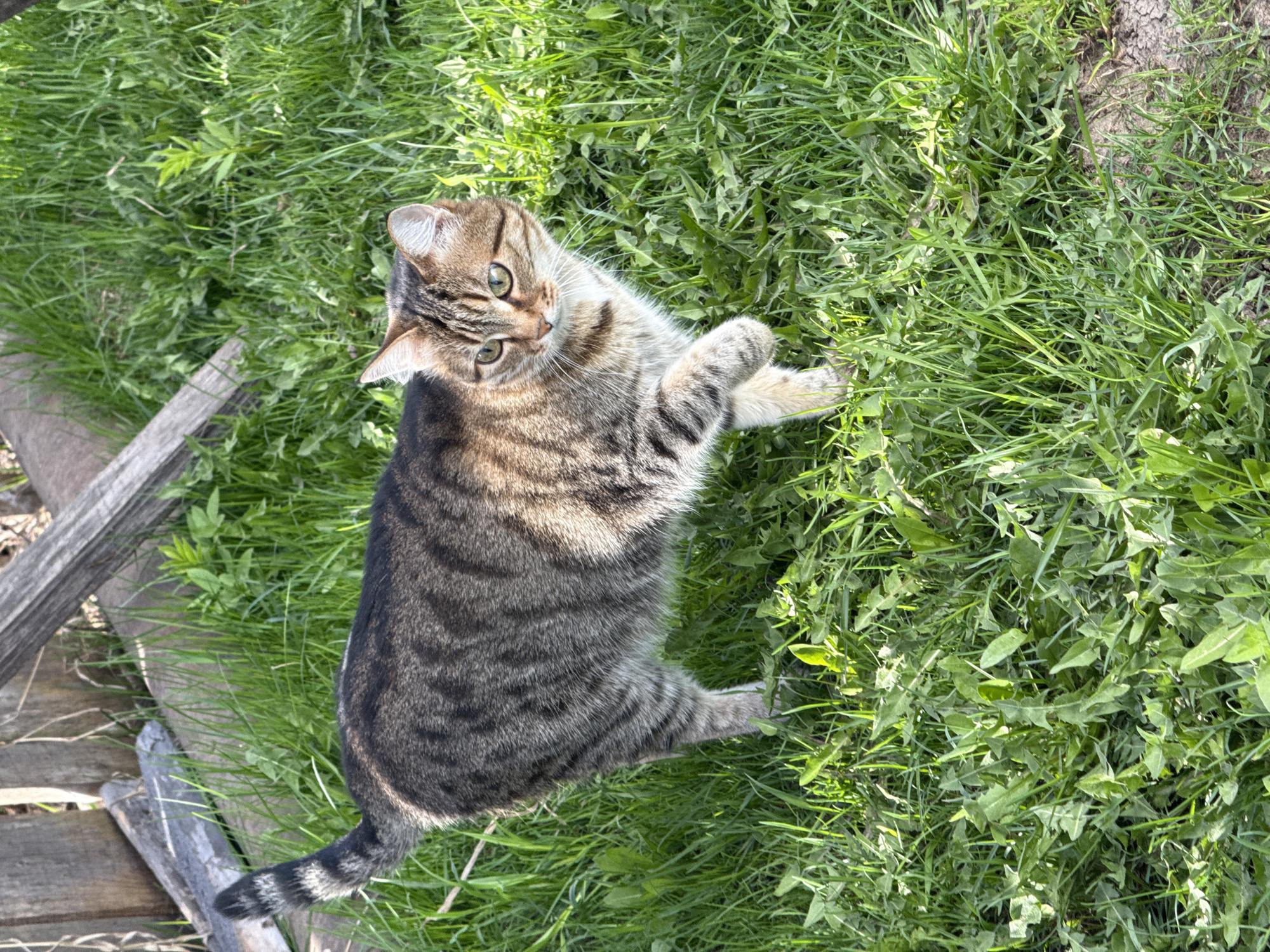 A tabby cat is lying on green grass outdoors. The cat is facing the camera with its head cocked slightly to the left. The cat's front paws are extended. A partially visible wooden structure is in the lower left corner of the image. The location is Chaikovsky, Russia.