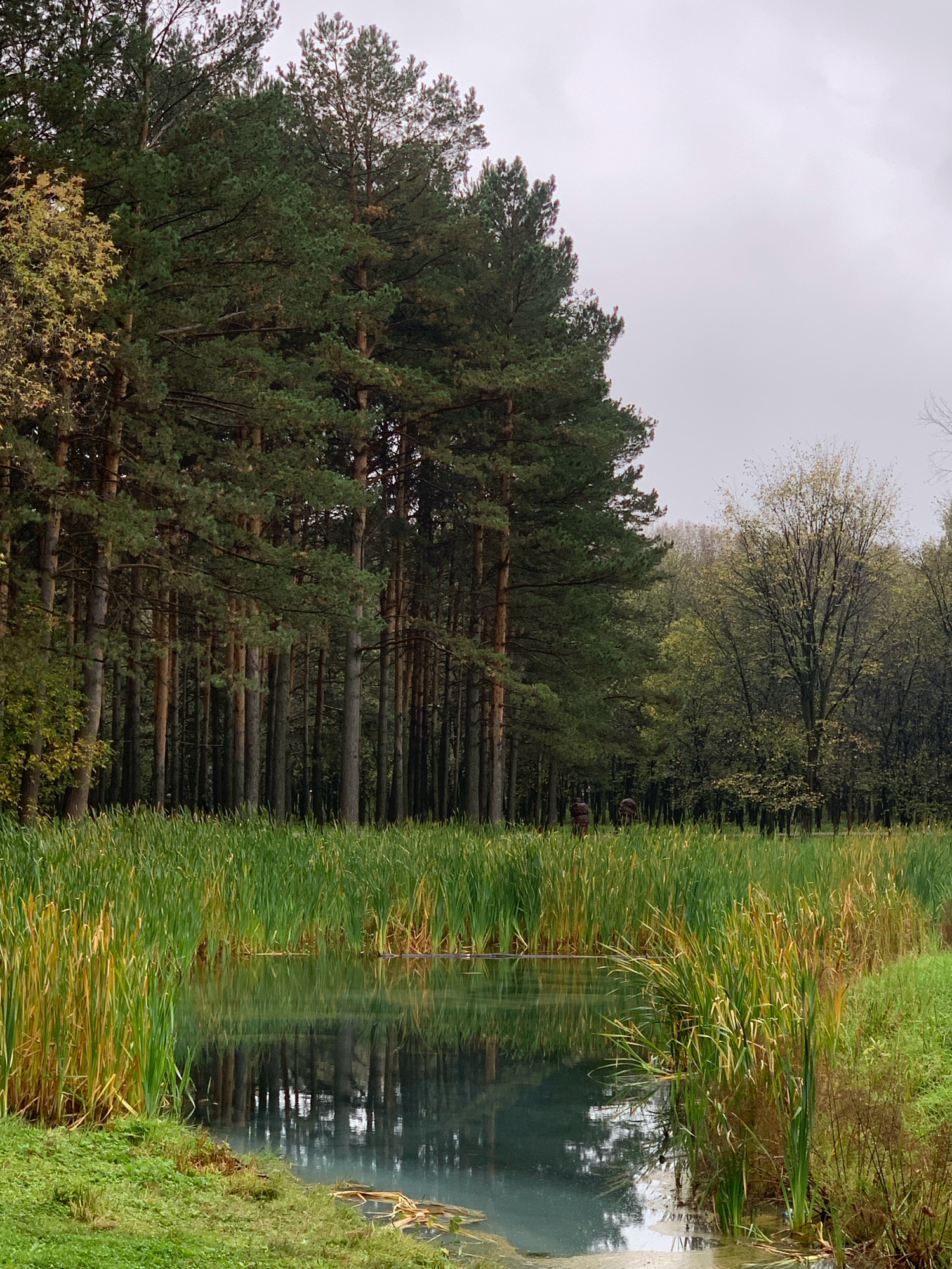 The image depicts a serene natural scene, likely within a park or wooded area. A dense forest of tall pine trees dominates the left side of the frame, with their dark green needles creating a thick canopy. In the foreground, a body of calm water, possibly a pond or small lake, reflects the surrounding trees and sky. Tall reeds and grasses line the edge of the water, their green and yellow stalks creating a textured border. Beyond the reeds, the terrain appears grassy, with scattered trees and undergrowth. The sky is overcast, contributing to a soft, diffused light. Two indistinct figures, possibly people or statues, are visible in the distance amongst the trees on the far side of the water. The overall impression is one of tranquility and natural beauty. This scene is located in the city of Prokopyevsk, Russia.