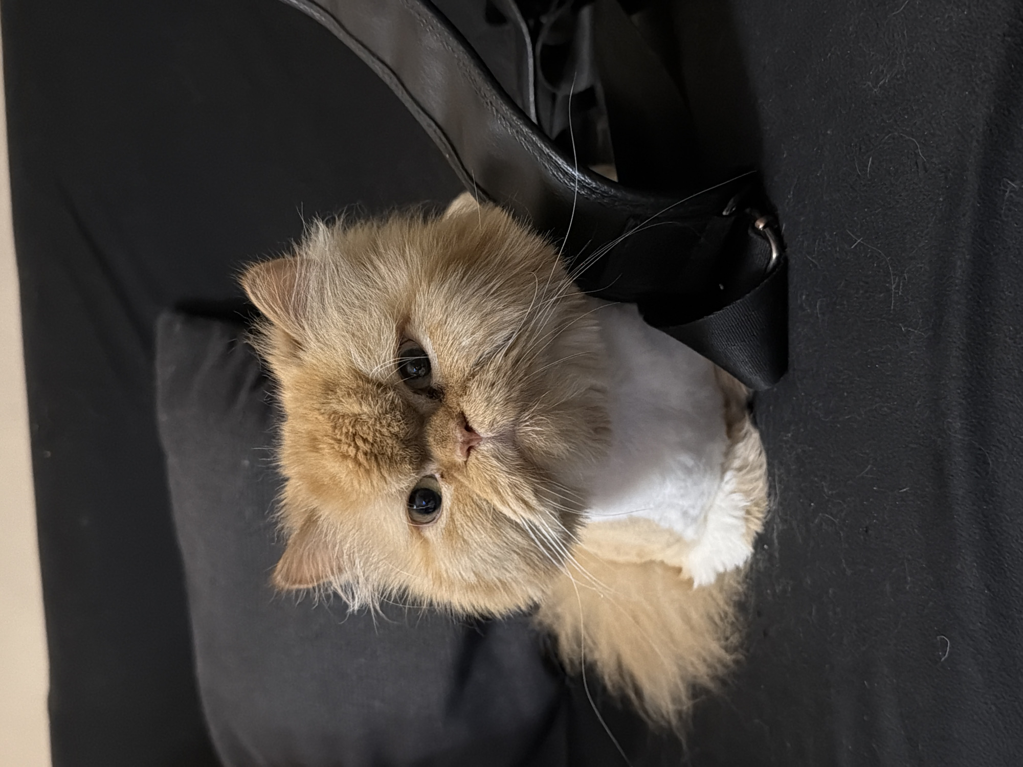 A fluffy, light brown and white cat is prominently featured, looking directly at the viewer. The cat has long, white whiskers, dark eyes, and a small pink nose. Its chest and belly are covered in white fur, while its head and tail are a warm, light ginger-brown.
The cat appears to be nestled inside a black bag or pet carrier, with a black strap and a silver buckle visible near its head. The background consists of dark, textured fabric, likely a couch or similar furniture, and a lighter-colored wall on the far left side. Some stray strands of light-colored cat hair are visible on the dark fabric, suggesting an indoor setting. The cat's expression is one of calm curiosity.
No human subjects or visible text are present in the image. The provided location context is Sofia, Bulgaria.