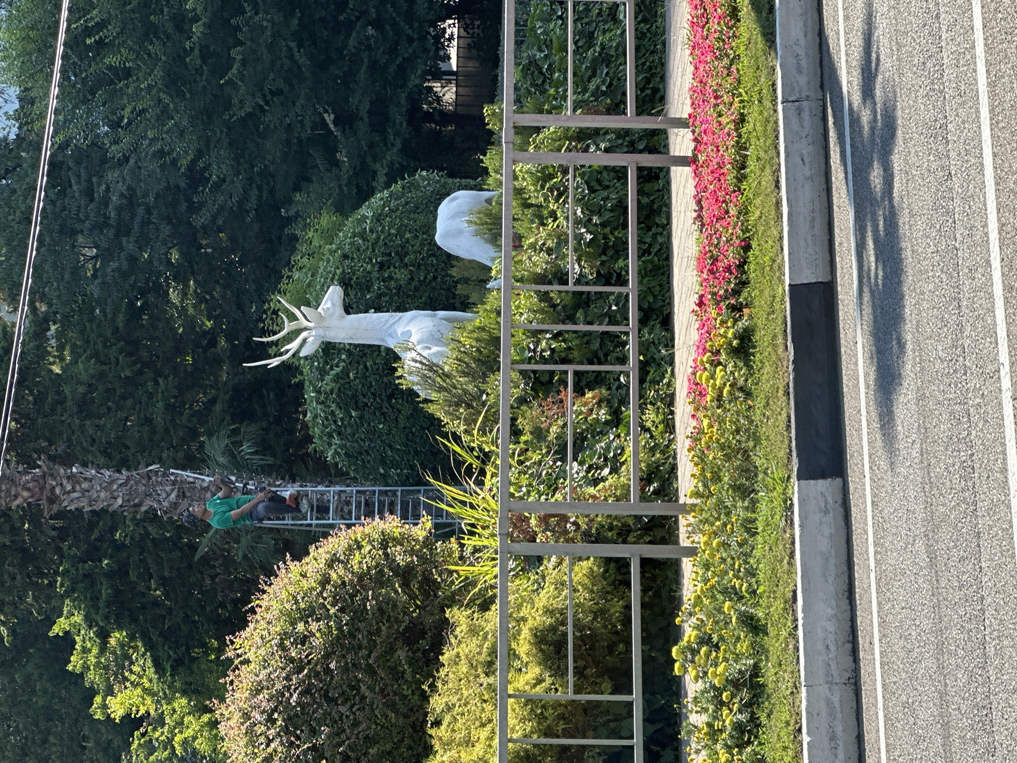 A person in a green shirt and dark pants is on a silver ladder, pruning a palm tree. The ladder is positioned to the left of a white deer statue with antlers and to the right of a large, round bush. Behind the deer statue, a smaller white deer statue is also visible, facing downwards. The scene is in a park-like setting with various bushes and trees, including a dense line of dark green trees in the background. A grey metal fence runs across the middle of the image, separating the park area from a flower bed in the foreground, which features yellow and pink flowers. The area is a public space, likely a park or roadside, in the city of Sochi, Russia.