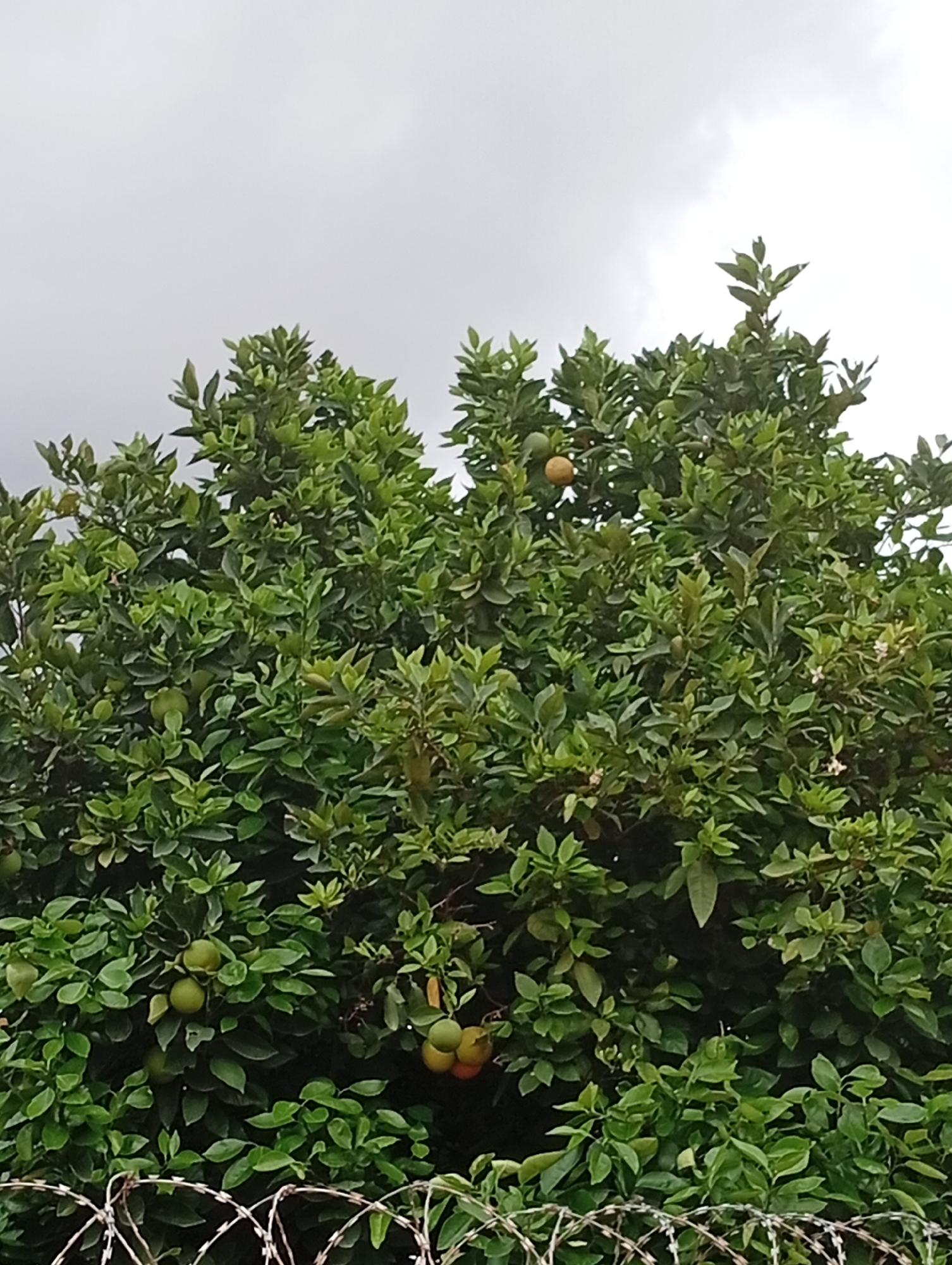 The image shows a close-up view of an orange tree laden with fruits, set against a cloudy sky. The tree is dense with green leaves and branches, and several oranges are visible, in various stages of ripeness, ranging from green to a warm, orangey-yellow. Some of the oranges appear to be grouped together, while others are more spread out amongst the foliage. In the foreground, a section of barbed wire is visible, indicating a fence or barrier. The overall impression is one of abundance and nature, with the barbed wire suggesting a contrast between the natural growth and a controlled or protected environment. The cloudy sky hints at overcast weather, possibly before or after rain, and suggests it is daytime. The location context, Barakin Akawo, Nigeria, provides geographical information. There is no visible text in the image.