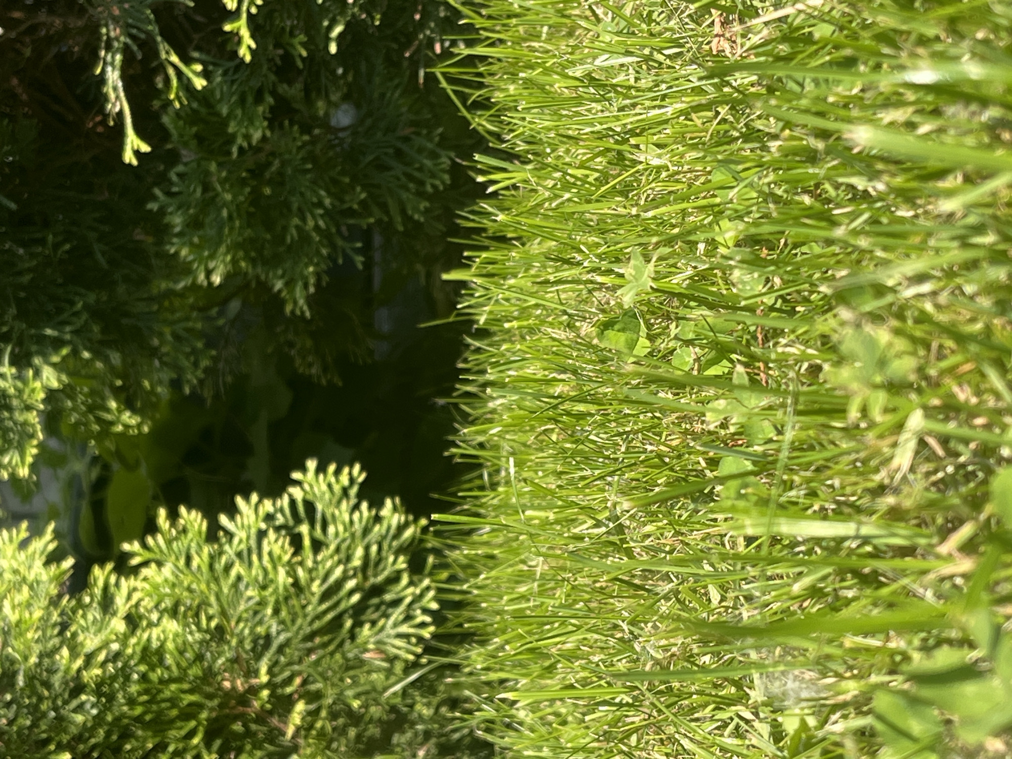 This is a close-up, low-angle photograph of vibrant green grass with sunlight filtering through. The blades of grass are sharp and distinct, with some appearing slightly fuzzy with what looks like dandelion fluff. In the background, the lush green foliage of cypress trees creates a dappled, dark green canopy, suggesting an outdoor, natural setting. The image is an outdoor scene likely taken in a park or a well-maintained garden. There are no people or man-made objects visible in the frame. The overall impression is one of a bright, sunlit summer day. Without specific landmarks or identifying features, pinpointing the exact location within Minsk, Belarus is not possible from this image alone.