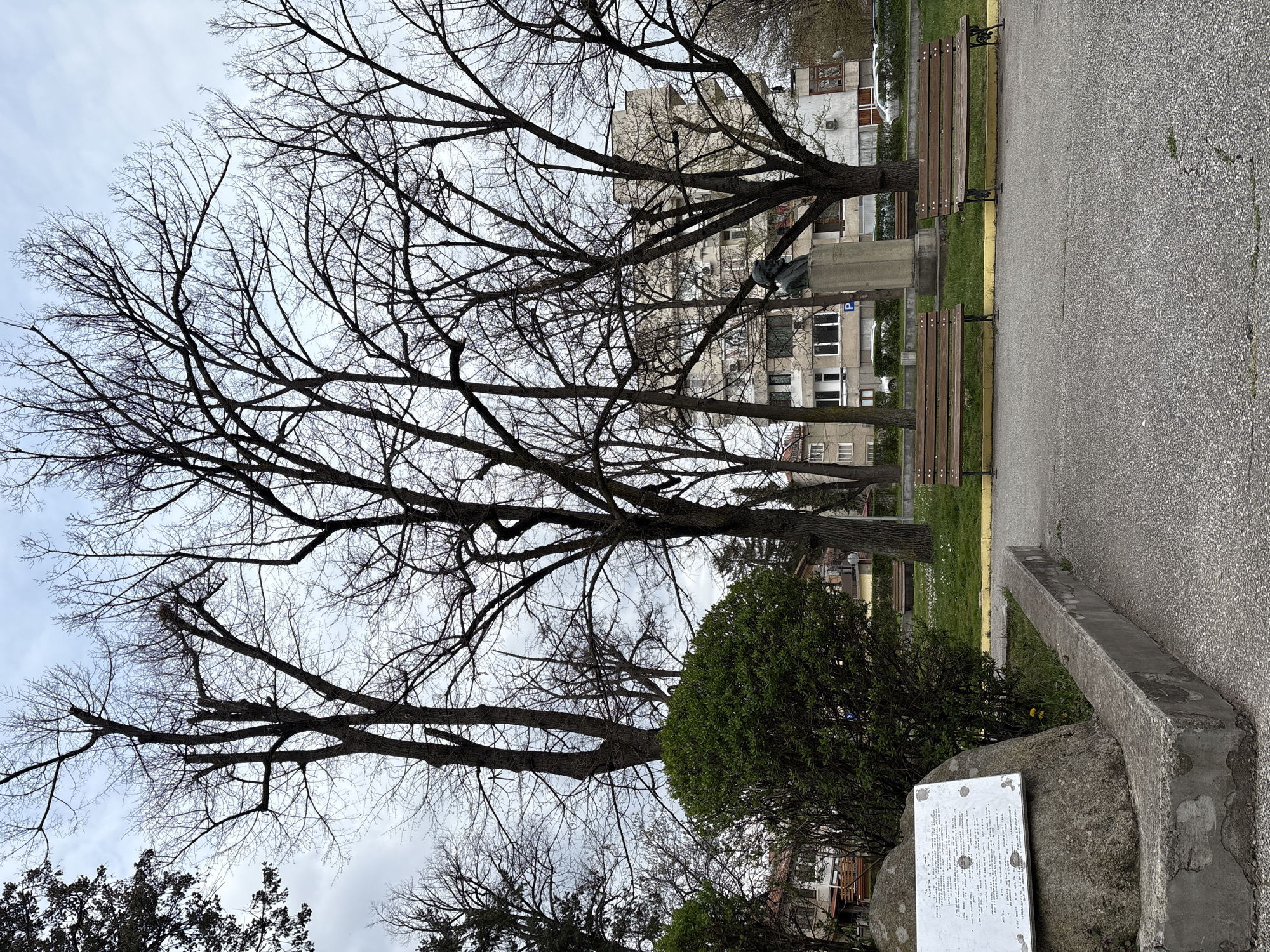The image depicts a serene urban park or public square in Panagyurishte, Bulgaria, under an overcast sky, suggesting late winter or early spring due to the bare deciduous trees. The scene is quiet and devoid of people.
The foreground and midground are dominated by several tall, leafless trees with dark, intricate branches silhouetted against the light grey sky. Contrasting with these are some dense green bushes and smaller evergreen trees.
On the right, a paved pathway, likely asphalt, runs alongside a grassy strip with a yellow painted curb and a concrete border. Two traditional park benches, made of wood planks and dark metal frames, are placed along this path.
In the background, visible through the bare tree branches, are several multi-story buildings with light-colored facades, indicating an urban environment. A dark-colored statue, mounted on a light-colored pedestal, stands between the trees and buildings. A faint blue "P" parking sign can be seen near the base of the statue.
In the lower right, a white rectangular plaque with dark, unreadable text is affixed to a large, textured rock. High in the branches of one of the bare trees, a bird's nest is visible. The overall impression is one of peaceful solitude in a public space.