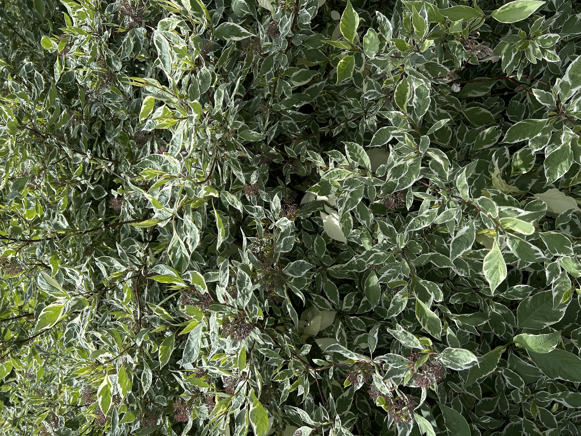 The image shows a dense bush with variegated leaves. The leaves are ovate with pointed tips and are edged in white with green centers. Small, dark red buds are visible amongst the foliage. The bush is in full leaf and appears healthy. The lighting suggests it is daytime, with sunlight filtering through the leaves, creating some shadows. The location is not discernible from the image.