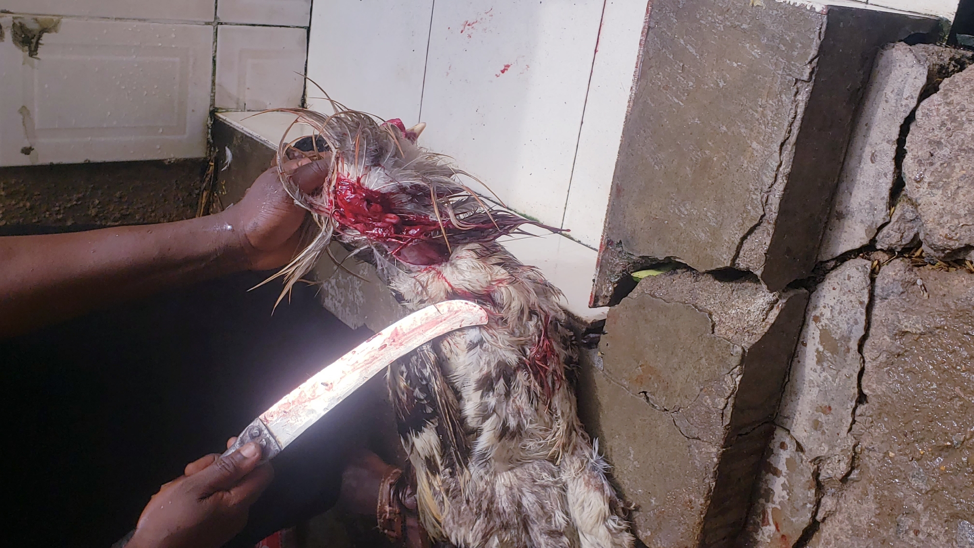 This image captures a close-up scene of a bird, likely a chicken, being butchered in Sabon Tasha, Nigeria. The bird, with wet, light brown and white feathers, is the central focus, lying on a surface with a significant amount of fresh, bright red blood visible around its neck and chest area, indicating a severe injury or decapitation.
Two dark-skinned hands are prominent in the foreground and center-left. One hand is holding the bird by its head/neck area, which is deeply cut and bloody. The other hand firmly grips a large, curved knife, also stained with blood, positioned near the bird's body, suggesting the butchering is either ongoing or has just concluded.
The setting appears to be a utilitarian indoor or covered outdoor space. On the left and upper left, there are white rectangular tiles with dark grout lines, showing water droplets and some discoloration. To the right, a rough, cracked concrete surface is visible, also appearing wet and worn. The overall environment is practical and functional, consistent with a butchering or food preparation area. There is no discernible text in the image.