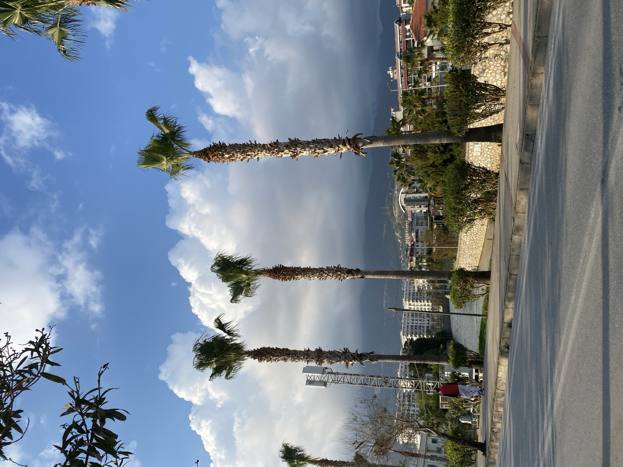 The image depicts a scene in Alanya, Turkey, with a row of palm trees lining a paved road. The road runs along a promenade. Behind the palm trees are various buildings and structures, including residential and commercial buildings. A large, overcast mountain is visible in the background. In the sky, white clouds partially cover the blue sky. A pedestrian with a red bag crosses the road in the middle ground.