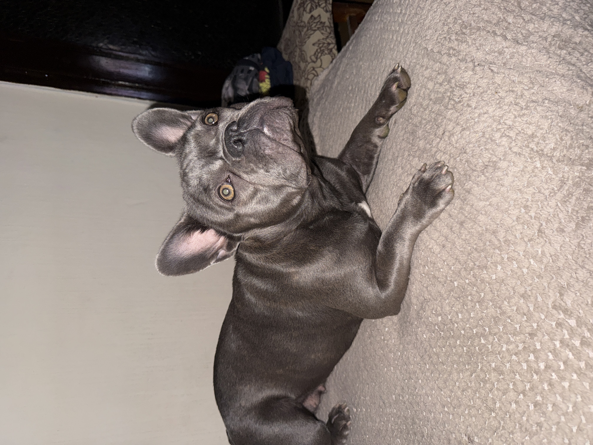 A blue French bulldog lies on a light tan textured surface, possibly a bed or couch. The dog is on its back, with its head tilted upwards and one paw extended towards the upper right corner of the image. The bulldog has large, erect ears and hazel-colored eyes. A dark, undefined area is visible in the upper left corner, possibly a wall. In the background, there's a patterned surface, perhaps a pillow or headboard. The location is not evident from the image and it cannot be confirmed that the image was taken in Sofia, Bulgaria.