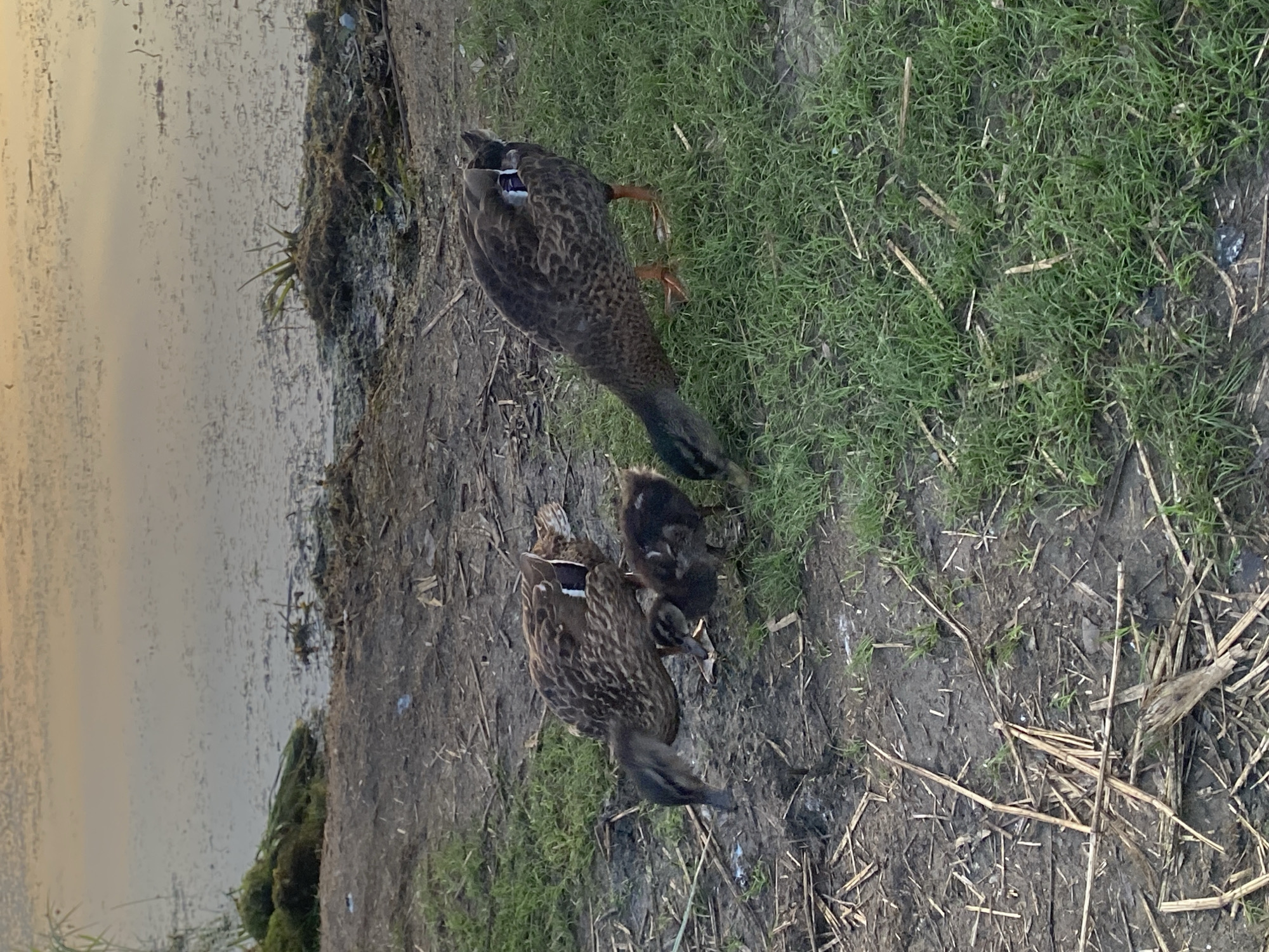 A flock of ducks, including two adults and two ducklings, are foraging on the grassy bank of a body of water. The ducks are brown and speckled, with the adults exhibiting a blue and white patch on their wings. The ducklings are smaller and darker in color. They are all gathered near the water's edge, with the adult ducks bending down to peck at the ground, presumably for food. The water appears murky and reflects the pale sky. The surrounding area is a mix of dirt, dry grass, and scattered reeds. The scene is set in a natural environment, likely a park or a wildlife area. The image is taken from a slightly elevated angle, capturing the ducks and their immediate surroundings.