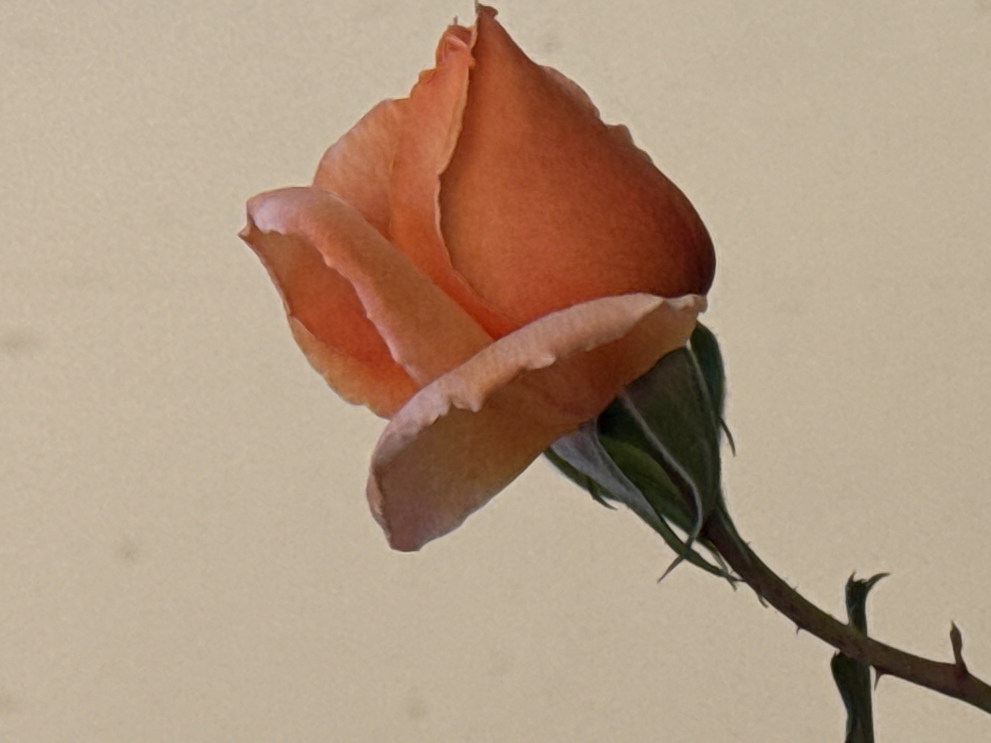 The image features a close-up of a single rose, likely a bud or a partially opened bloom, set against a plain, light beige background. The rose is oriented diagonally, with its head pointing towards the upper left and its stem extending downwards and to the right.
The petals of the rose are a warm, soft orange or peachy color, with some outer petals exhibiting lighter, almost translucent, or pale pink edges. The petals are layered, creating a sense of depth and form. Visible beneath the bloom are dark green sepals, tightly enclosing the base of the petals. The slender stem, dark brown in color, is adorned with several small, sharp thorns, characteristic of a rose plant. A few small green leaves or further sepals are also visible along the stem near the bloom.
The background is uniformly light, providing a clean and uncluttered setting that emphasizes the rose. The lighting appears soft and diffused, highlighting the delicate textures of the petals without harsh shadows, giving the image a gentle and serene quality. No specific activity is depicted, and there is no visible text. The image focuses entirely on the natural beauty and structure of the rose.