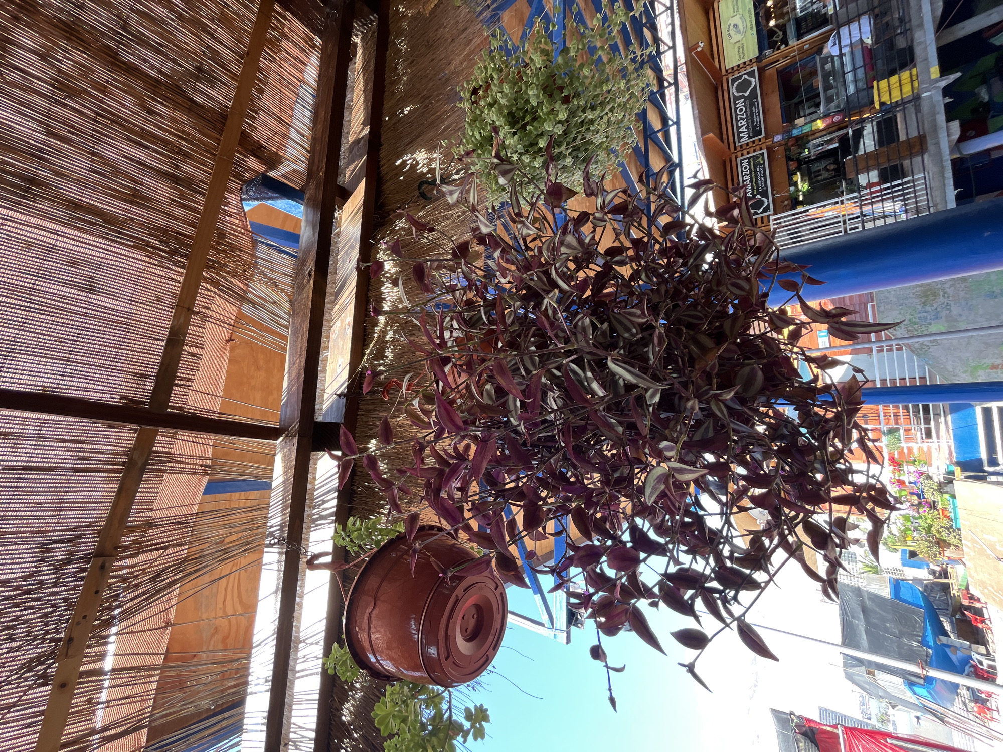 Here is a description of the image:
The image shows a view looking upwards under a shelter structure constructed from wood and woven straw-like material. A brown terracotta pot hangs, overflowing with a lush purple and silver wandering jew plant. The leaves of the plant partially obscure the view beyond the shelter.
In the background, buildings are visible, with signage that includes the word "MARZON" repeated in a stacked arrangement. The buildings suggest an urban setting, with a variety of colors and architectural styles visible. Outside, blue tarps, banners, and other structures suggest a busy street. The sky is visible in certain areas, appearing bright blue.