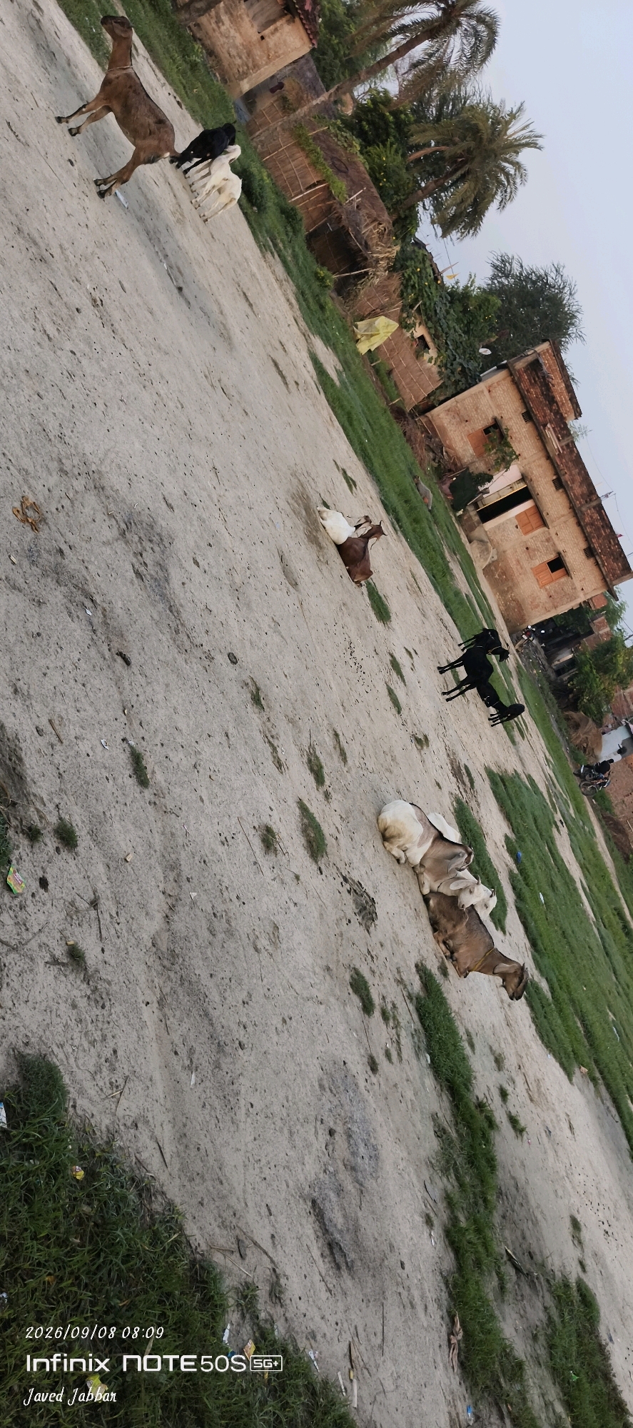 A brown goat stands on a dusty path in front of two white goats and a black goat. To the right of the path, a brick building with a tiled roof stands next to a thatched-roof structure. Palm trees and other vegetation are visible in the background. Further down the path, two black goats are standing. In the middle ground, a brown and white goat is lying down with another white goat on top of it. The image appears to have been taken in Bahera, India, based on the timestamp and text overlay.