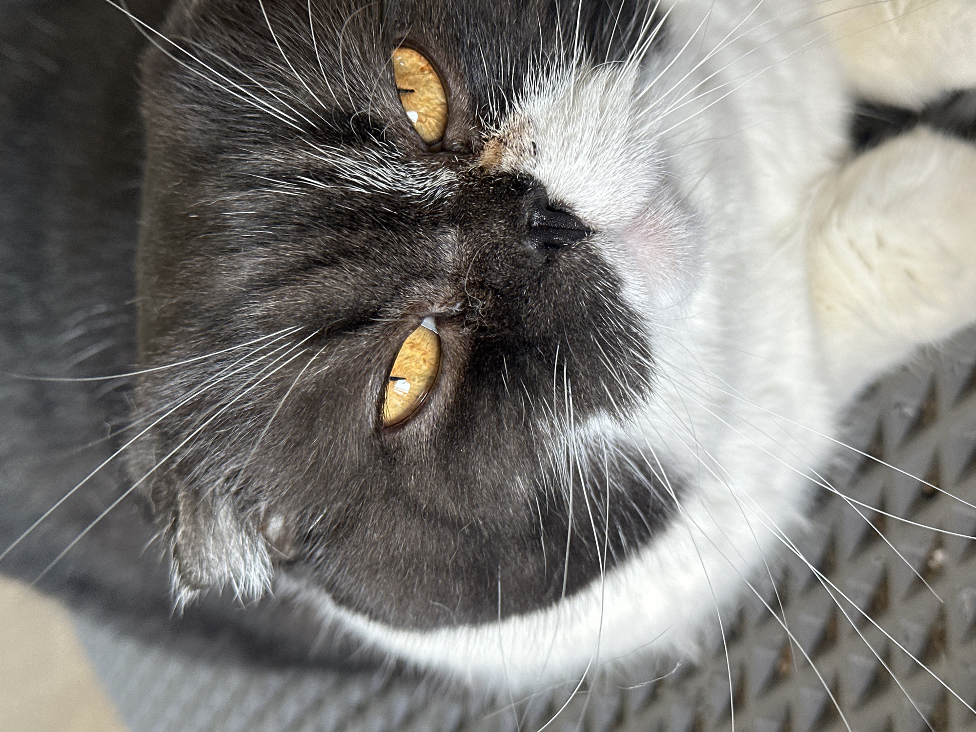The image shows a close-up of a cat's face. The cat has yellow eyes and black and white fur. The whiskers are long and white. The background is blurred, but it appears to be a textured surface. There is no indication of the location being Kharnavy, Russia, or any other city. There are no people, actions, or interactions visible in the frame.