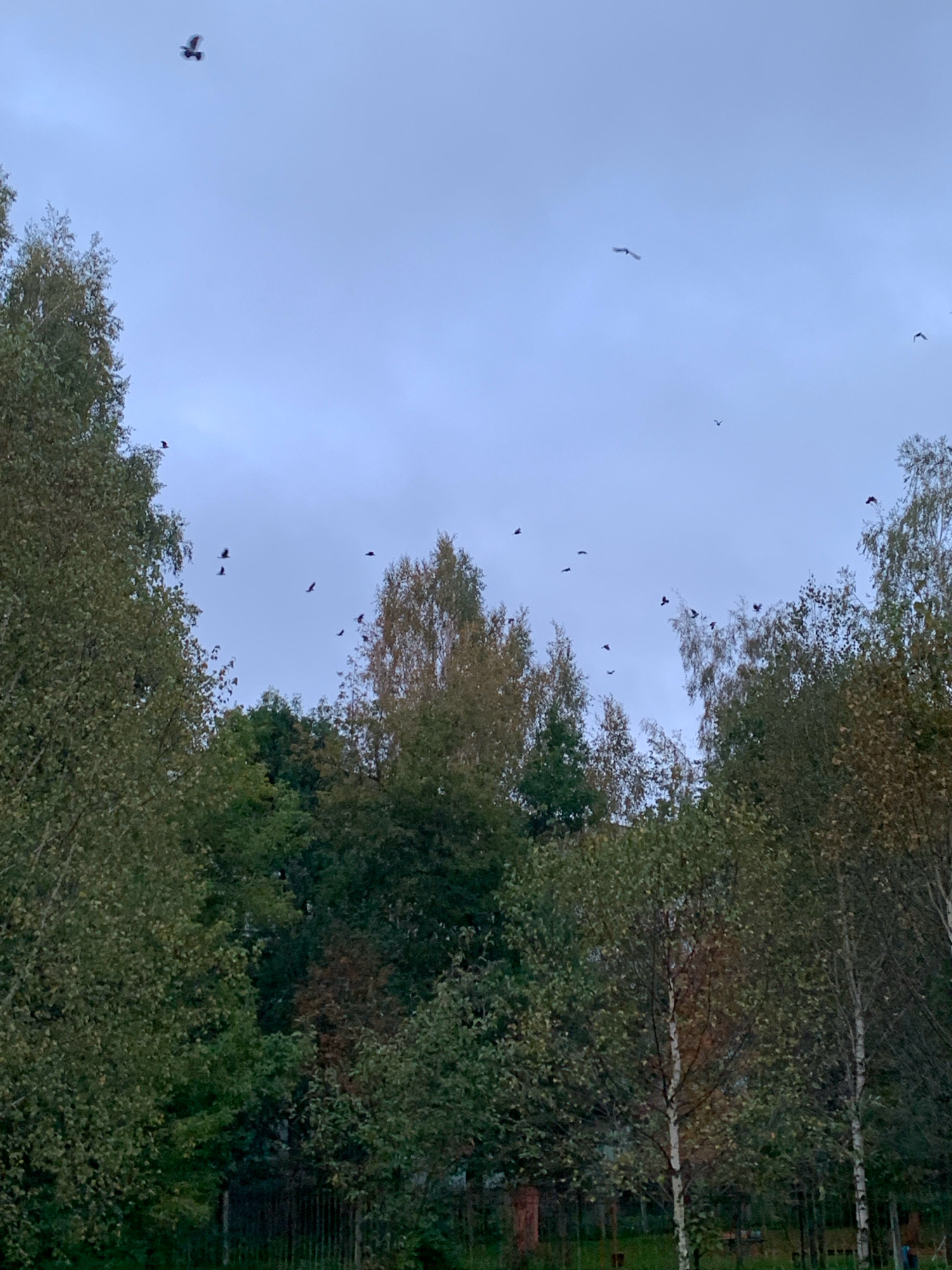 A wide shot captures a flock of birds in flight against a cloudy, pale blue sky, seen above a dense canopy of green and auburn trees. The trees, with their leaves beginning to change color, create a natural frame for the sky. In the foreground, the lower portions of the trees are visible, hinting at a park or wooded area within Prokopyevsk, Russia, indicated by the presence of a dark, narrow fence line at the very bottom of the frame, suggesting a boundary. The overall atmosphere is muted, with the overcast sky and the twilight hour contributing to a somber mood. No individuals or man-made structures are clearly discernible, other than the fence.