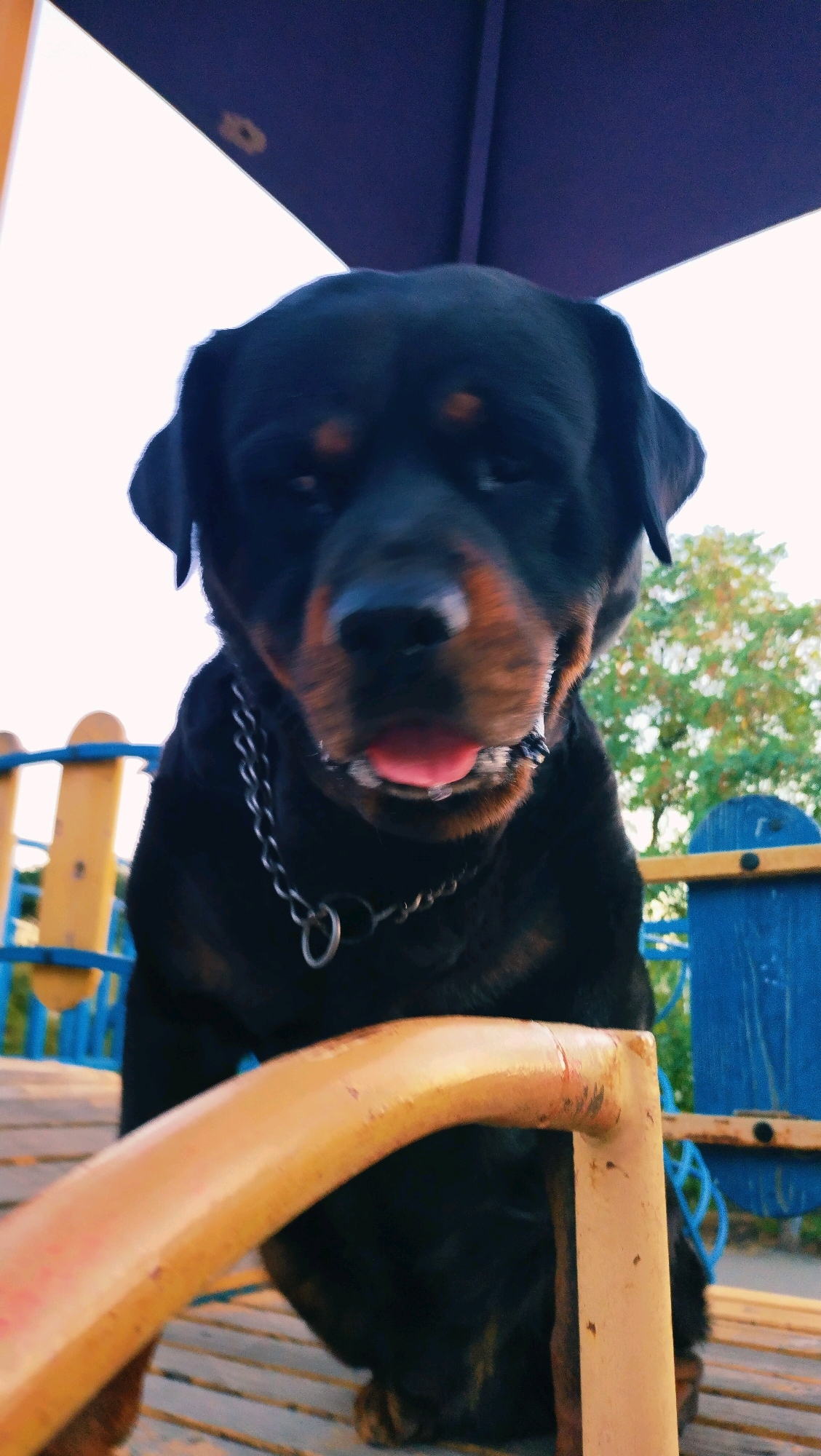 A Rottweiler dog is positioned on a wooden bench. The dog is looking directly at the camera with its tongue slightly out. It is wearing a metal chain collar. In the background, there are colorful playground elements, including yellow and blue structures. A tree with green foliage is visible behind the playground. The scene appears to be outdoors in a park or playground. The sky is a bright white, suggesting daytime. The exact location within Horishni Plavni, Ukraine, cannot be determined from the image alone.