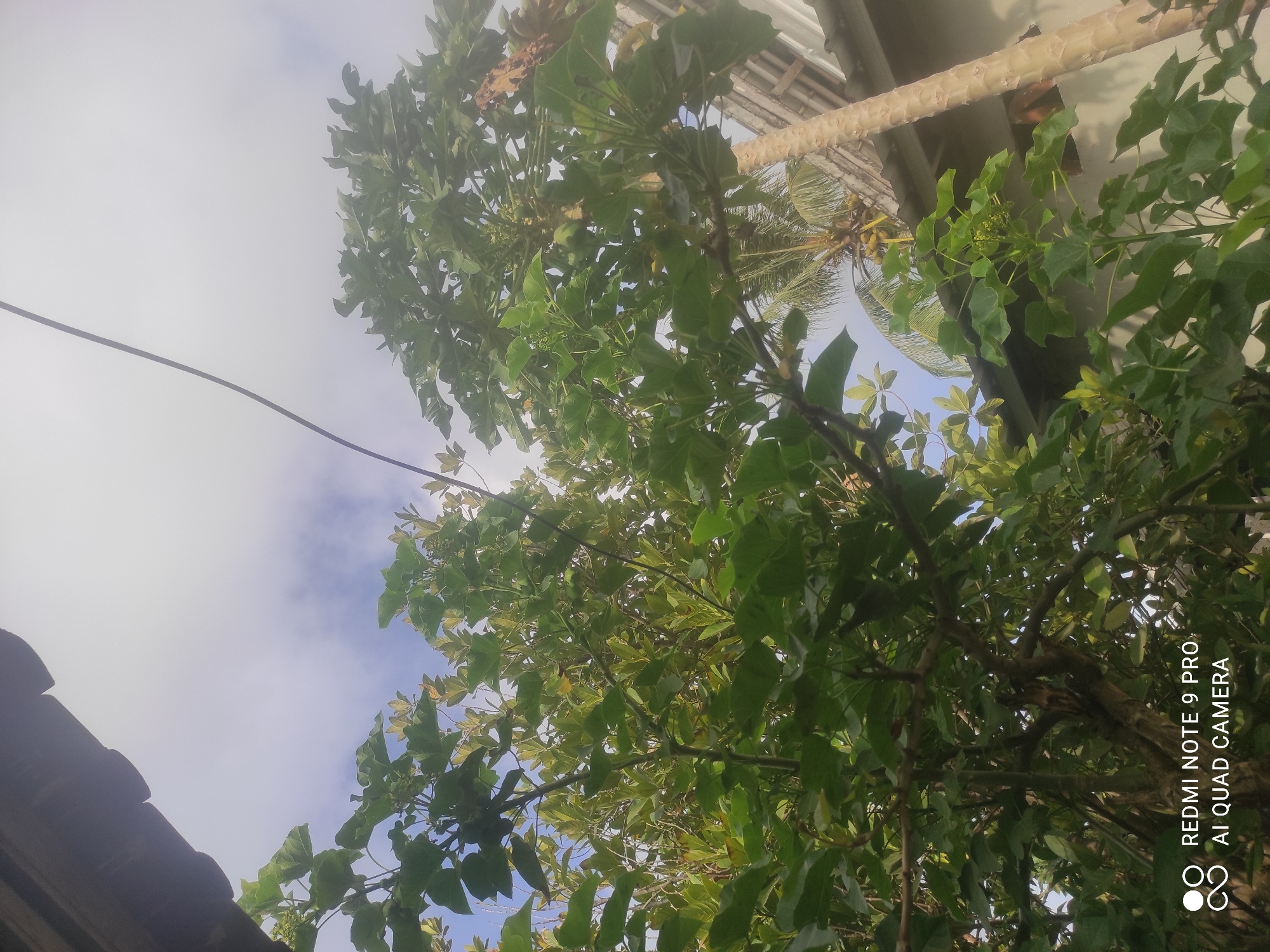 This is a low-angle outdoor shot of lush green foliage against a bright, overcast sky, likely taken in Sakra, Indonesia. The foreground is dominated by the branches and large, lobed leaves of what appears to be a papaya tree, with some smaller, lighter green leaves interspersed. A thin black wire runs diagonally across the upper portion of the frame. Behind the foreground tree, another larger tree with darker green leaves is visible. To the right, a light-colored building with a corrugated metal roof is partially obscured by the trees. The trunk of a palm tree with a rough texture is also visible to the right of the frame, with some clusters of yellow fruit. The overall impression is one of a tropical environment with abundant vegetation. The bottom left corner of the image contains a watermark indicating "REDMI NOTE 9 PRO AI QUAD CAMERA." There are no people or animals visible in the image.