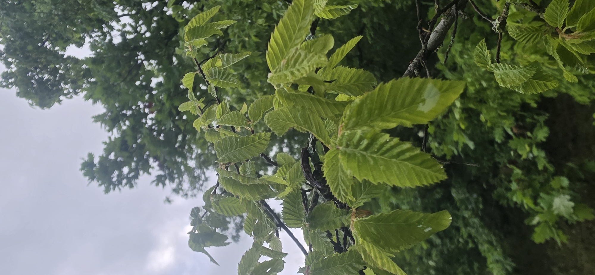 This is an outdoor, eye-level shot of branches with vibrant green leaves. The location is possibly Chernitsa, Bulgaria, based on the implied contextual information. The leaves are textured with prominent veins and serrated edges. Some leaves appear to have water droplets on them, suggesting recent rain or moisture. A dark-colored tree branch supports the leaves, with other leafy trees blurred in the background. The sky appears overcast. There are no people, discernible actions, or interactions visible in the image.
