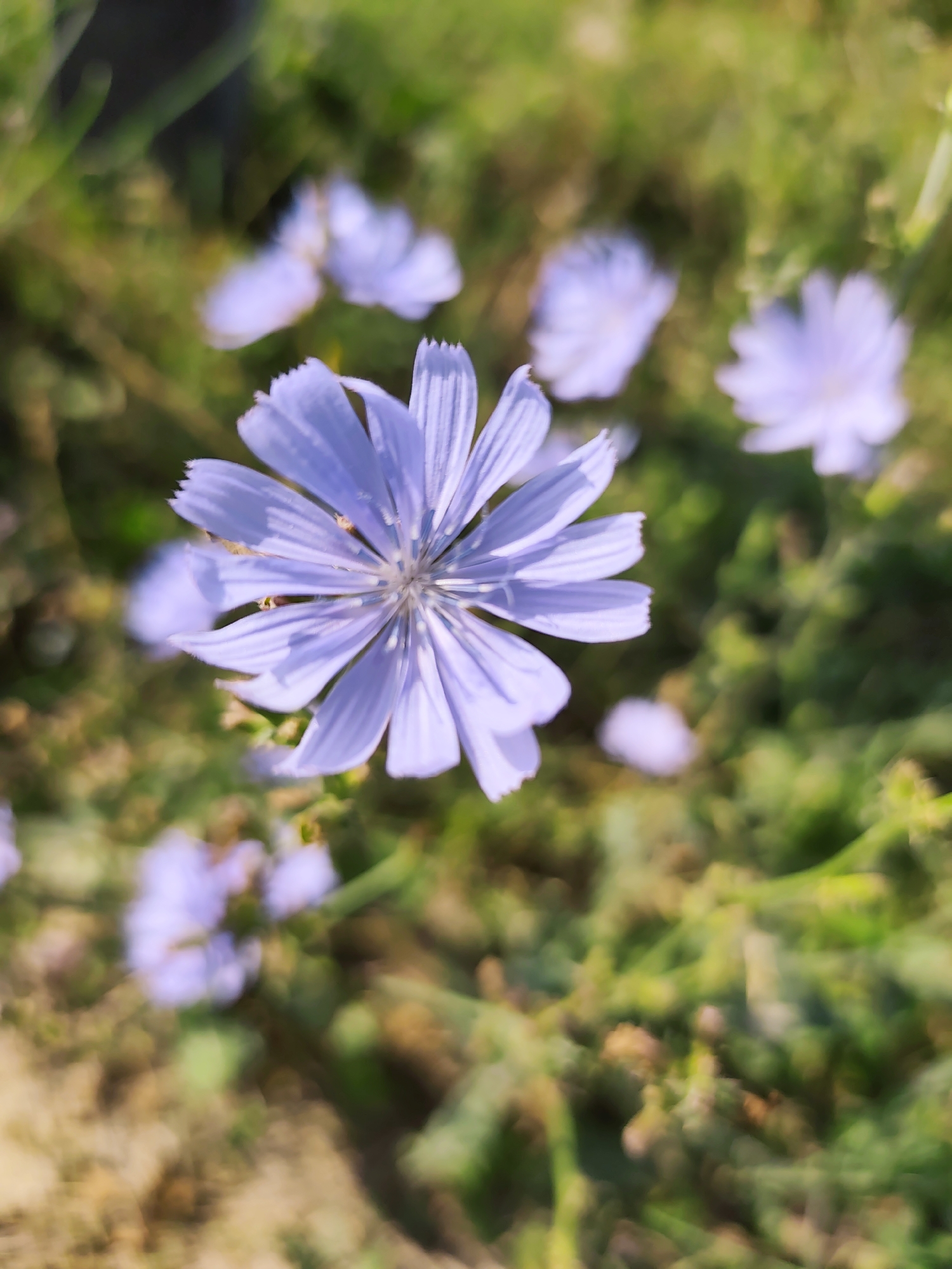 A close-up, slightly angled shot captures a delicate, pale purple flower in the foreground, its petals radiating outwards like a star. The flower's center is indistinct due to the shallow depth of field. In the background, several other similar flowers are visible, out of focus and appearing as soft blurs of the same pale purple hue. The surrounding environment is a field of green grass and earthy tones, suggesting an outdoor, natural setting. There is no indication of the city of Goyany, Moldova in the image.