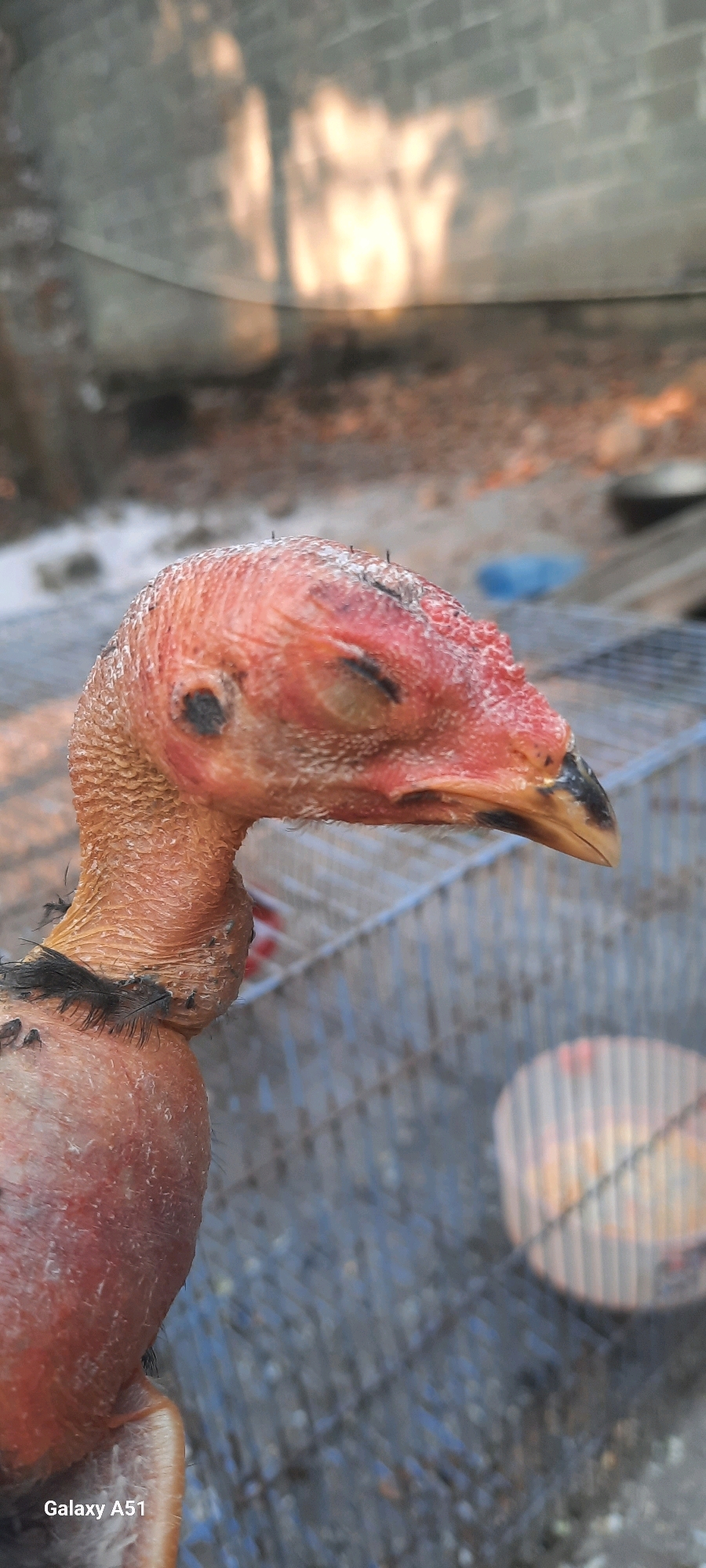 A close-up, side-profile shot features the head and neck of a partially de-feathered bird, possibly a turkey, with its eyes closed. The bird's skin is a reddish-orange color, textured and somewhat wrinkled, with a few dark spots visible on its head and around its eye. A small patch of black feathers is present at the base of its neck. The background is blurred, showing a wire cage, a weathered wall with sunlight casting dappled shadows, and some debris on the ground. The overall impression is one of a rustic or outdoor environment. The image includes a "Galaxy A51" watermark in the bottom left corner, indicating it was taken with a Samsung mobile device. The location specified for this image is Jatitengah, Indonesia.