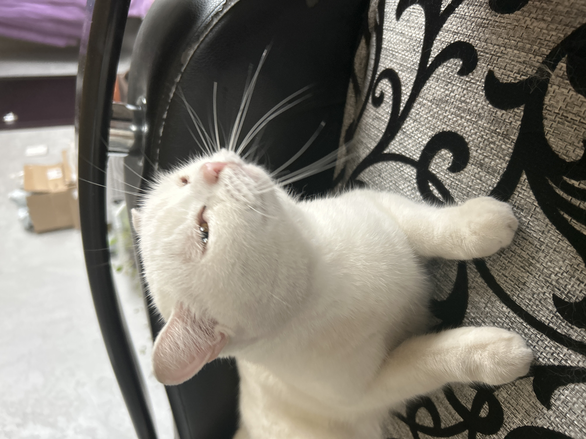 A white cat is captured in a close-up, high-angle shot, resting indoors in Chaikovsky, Russia. The cat, with pristine white fur, is positioned on a chair or sofa, leaning against a cushion featuring a distinctive grey and black patterned fabric with swirling, abstract motifs. Its head is tilted upwards, and its light-colored eyes are partially closed, giving it a relaxed, sleepy, or perhaps curious expression as it gazes slightly above the frame. Prominent, long white whiskers radiate from its small pink nose. One pinkish ear is visible on the left side of its head. The cat's front paws are visible, tucked beneath its body. The background is softly blurred, revealing an indoor setting with a light-colored floor, some cardboard boxes, and a hint of purple fabric, suggesting a casual home environment. The lighting indicates it is daytime. There is no visible text in the image.