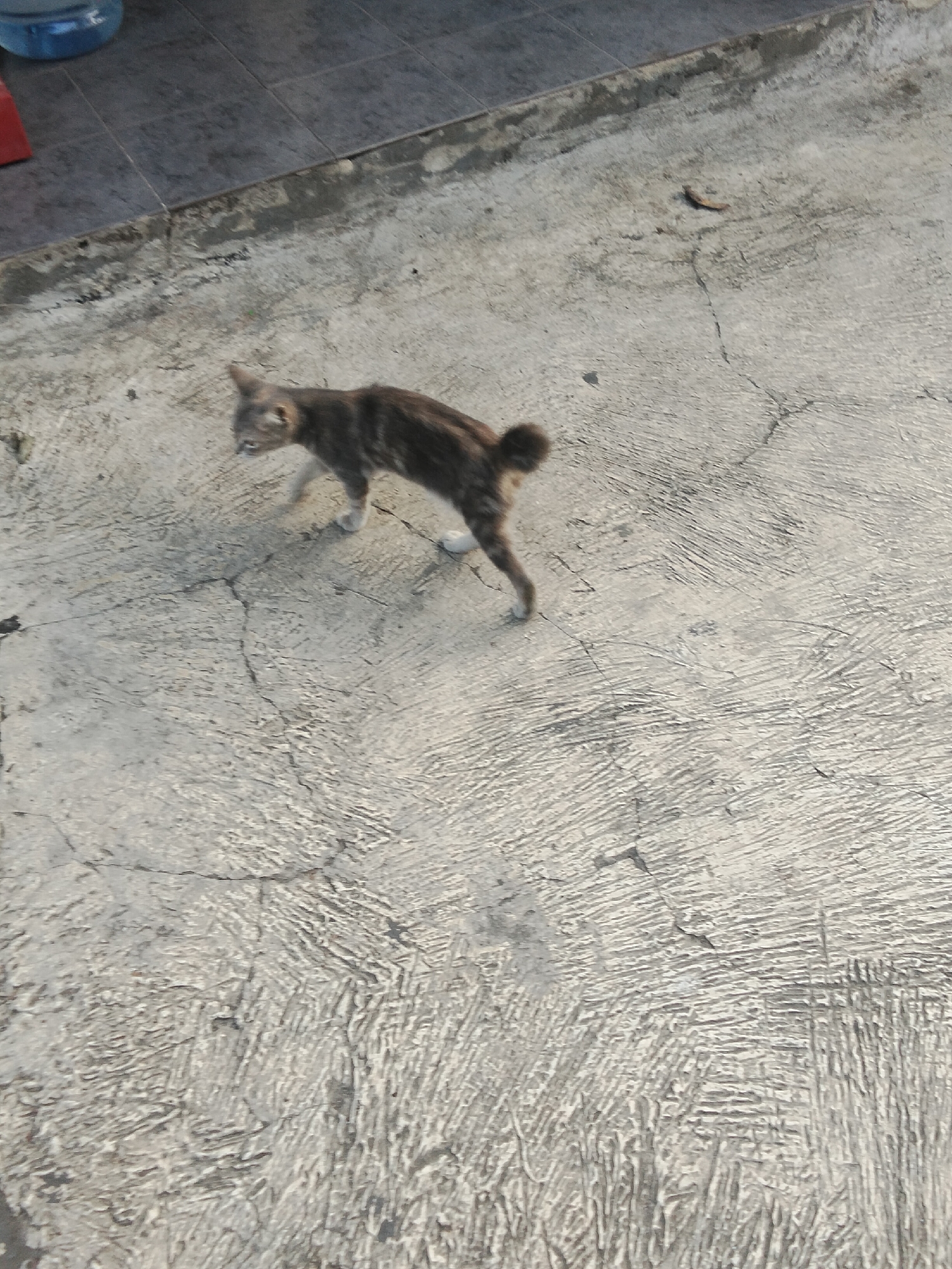 A tabby cat with grey and brown stripes is walking on a cracked concrete surface. The cat is facing left and appears to be moving. In the background, there is a tiled area and a large blue plastic container. The scene is outdoors and appears to be in a city setting. The location is Cisaat, Indonesia.