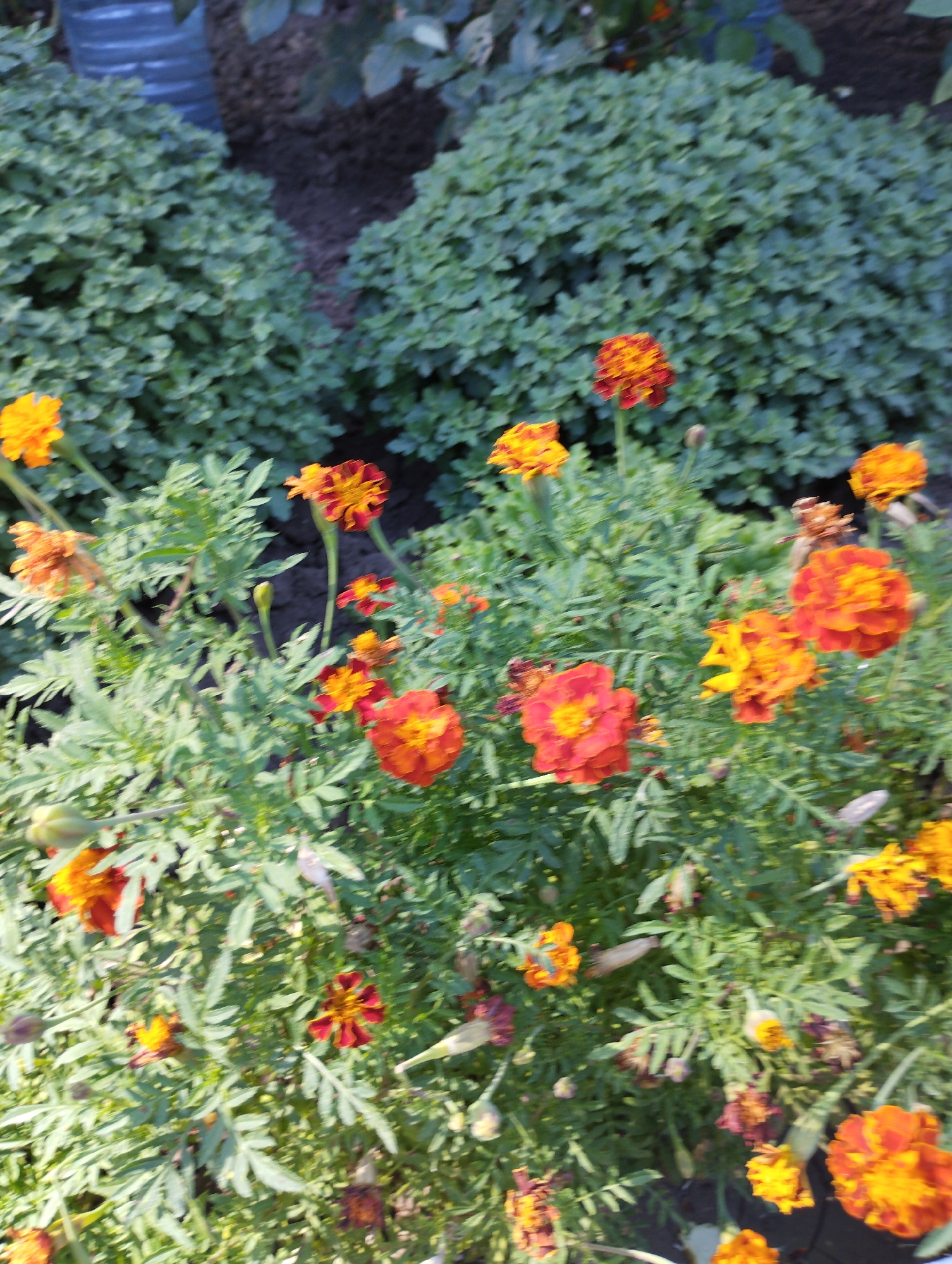 This is an eye-level, medium-shot, outdoor photograph of a patch of marigolds. The flowers are in various stages of bloom, with some fully open and others appearing as buds. The colors range from bright orange to deep red and yellow. The marigolds are surrounded by green, feathery foliage. In the background, there are dense, green bushes and dark soil. The lighting suggests it is daytime. The image is slightly out of focus, with motion blur evident in some of the floral elements. This photograph was likely taken in the city of Chornomorsk, Ukraine, given the provided context.