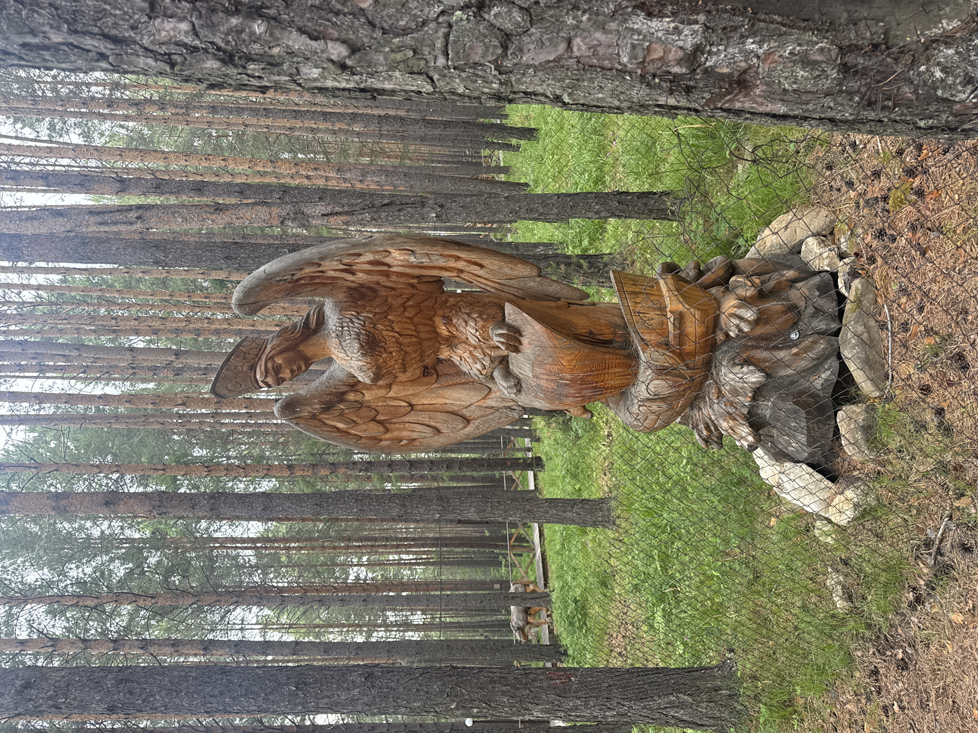 In Savvateevka, Russia, a wooden sculpture of a winged creature, possibly a Griffin or Harpy, stands prominently in a forest clearing. The sculpture is intricately carved from wood, depicting the creature with large wings, a human-like face, and talons gripping a ship. It is situated on a rocky base and surrounded by a wire mesh fence. The forest itself is characterized by tall, slender pine trees with a green, grassy undergrowth. In the background, a wooden walkway is visible, and another wooden sculpture of an animal, possibly a bear, can be seen along the path. The lighting suggests an overcast or cloudy day.