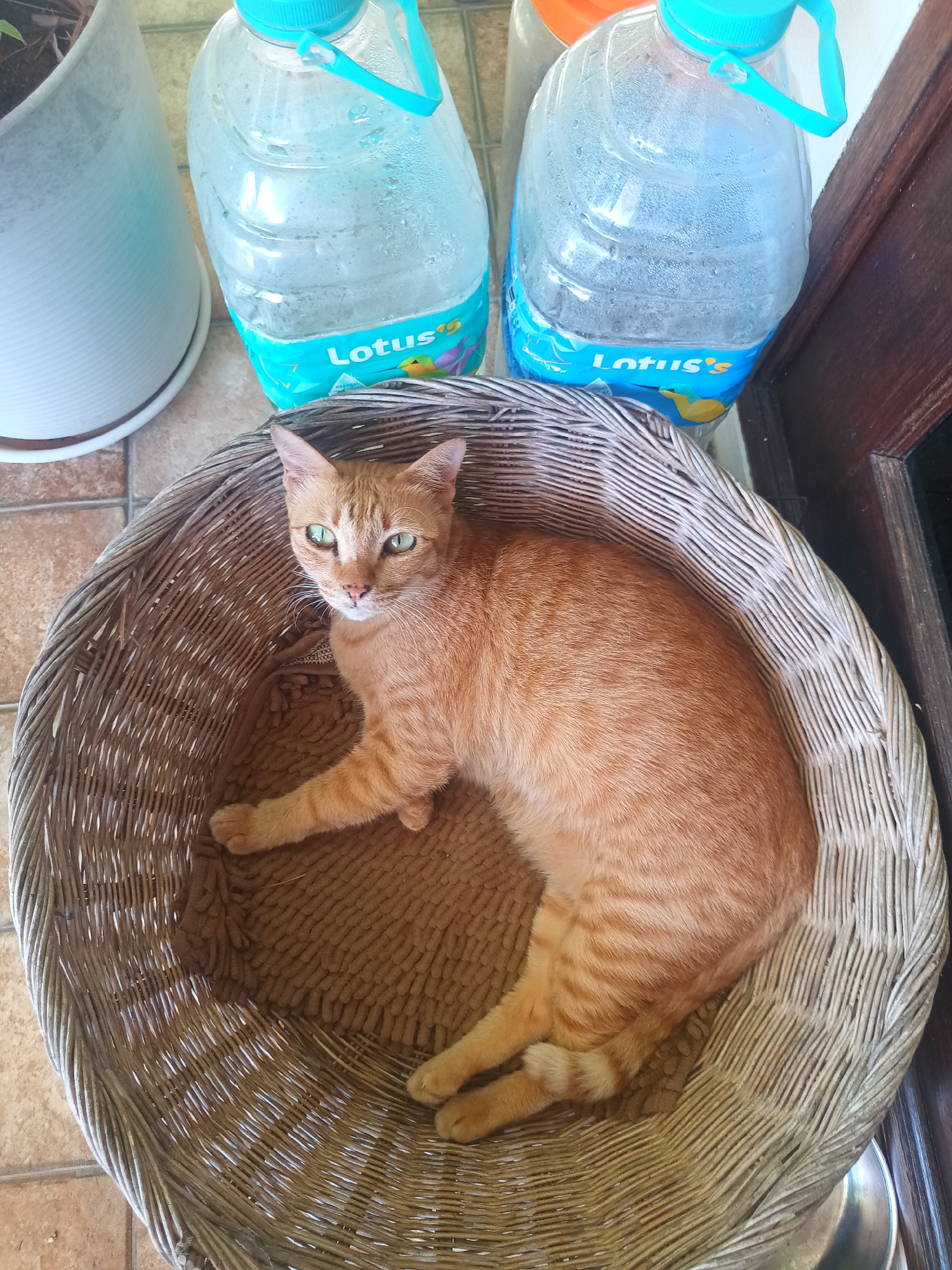 An orange tabby cat is lying in a woven wicker basket. Two large, clear plastic water bottles with blue labels reading "Lotus's" are behind the basket. A white pot with a green plant is to the left. The scene appears to be indoors, with a tiled floor and a wooden cabinet or wall to the right. The location is identified as Baan Chaloklum, Thailand.