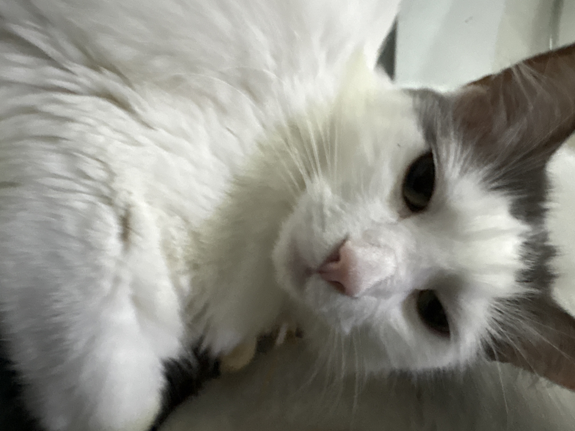 A close-up, vertical, head-on shot focuses on the face of a white cat with grey markings on its ears and head. The cat's eyes are a dark brown, and it has a pink nose and white whiskers. The cat appears to be lying down, with its fluffy white fur filling most of the frame. The background is blurred and appears to be indoors, with hints of a light-colored surface and a darker, out-of-focus area to the right. There is no indication of the city of Vysokoye, Russia, or any specific environmental details related to it.