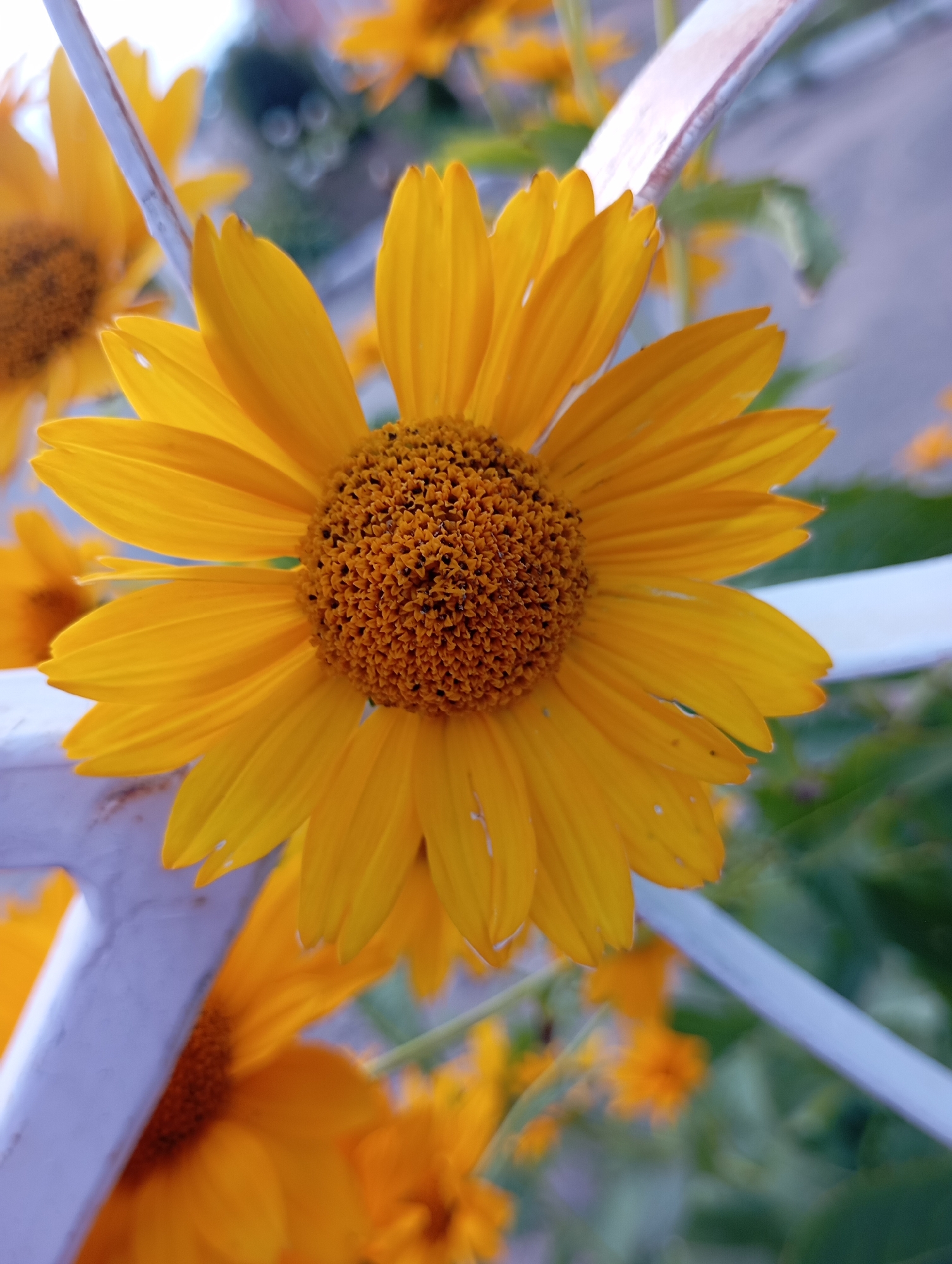 A close-up, outdoor shot focuses on a bright yellow daisy-like flower with a dark brown, textured center. The flower's petals are elongated and pointed, with a slight curve. Several other blurred yellow flowers are visible in the background, along with green foliage. A white, curved railing or fence element runs diagonally across the lower portion of the image and behind the main flower, adding a structural element to the natural scene. The lighting suggests it is daytime. The image is located in the city of Fokino, Russia.