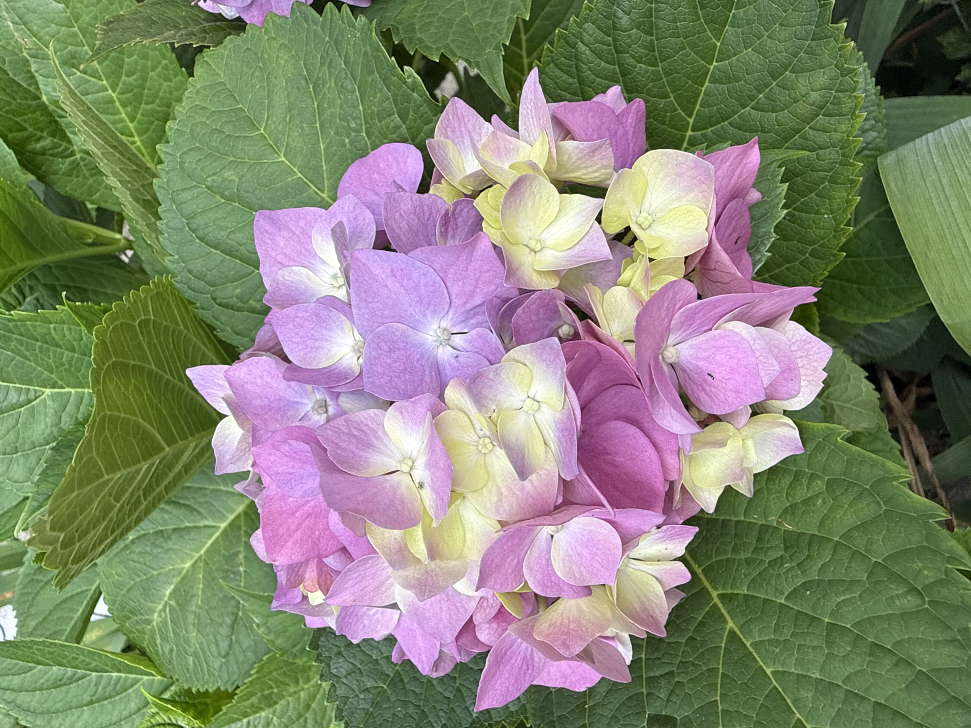 A close-up, overhead shot focuses on a blooming hydrangea flower with a cluster of soft pink, lavender, and pale yellow petals. The petals are layered and ruffled, with delicate white centers. The flower is surrounded by large, deep green, serrated leaves, some of which are slightly blurred in the background. The image is well-lit, highlighting the vibrant colors and textures of the plant. There are no people or man-made objects visible in the frame. The overall impression is one of natural beauty and tranquility. The specific location in Uzhhorod, Ukraine, cannot be determined from the visual information provided.